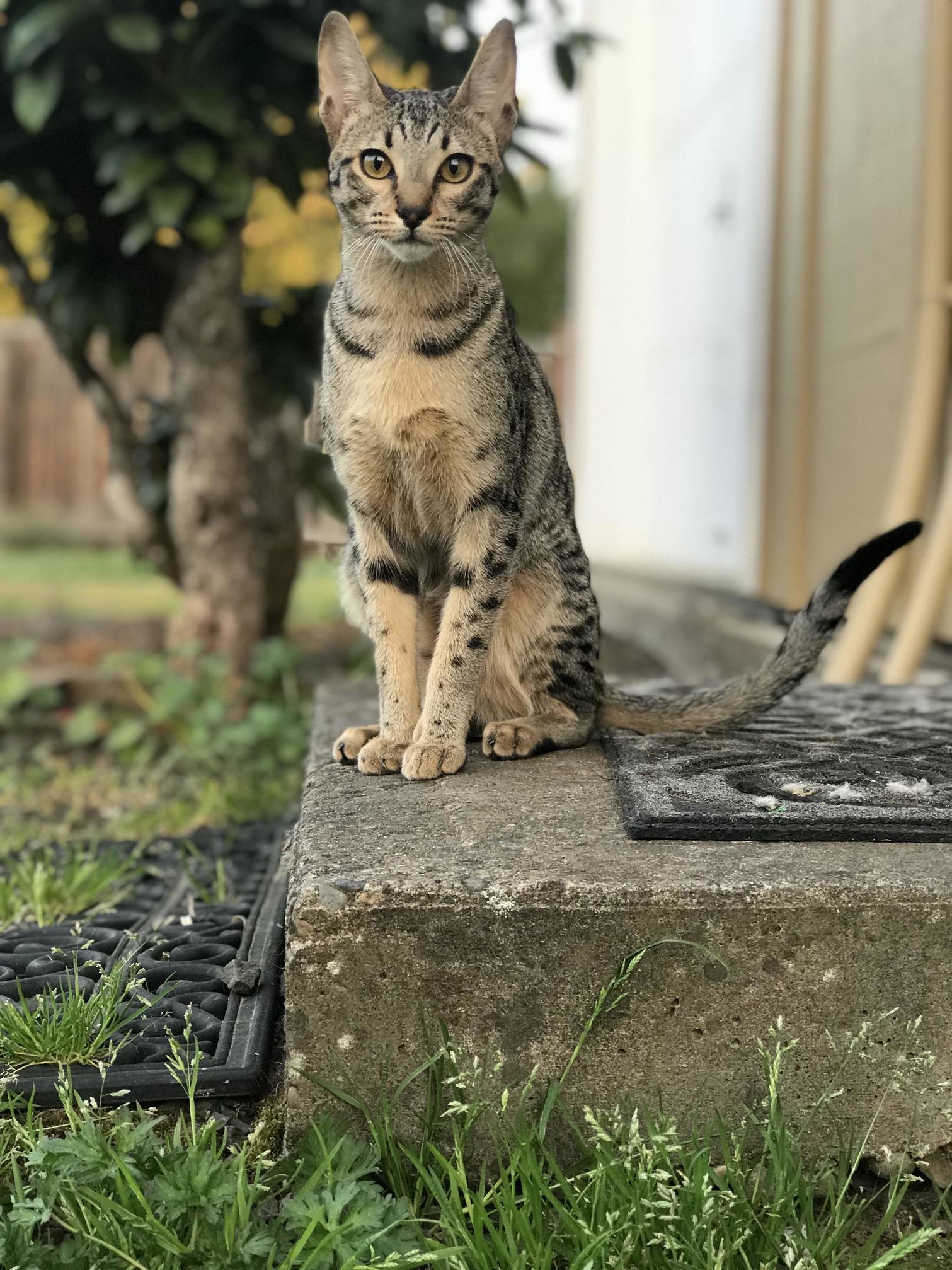 Little Girl Turning Into a Little Lady