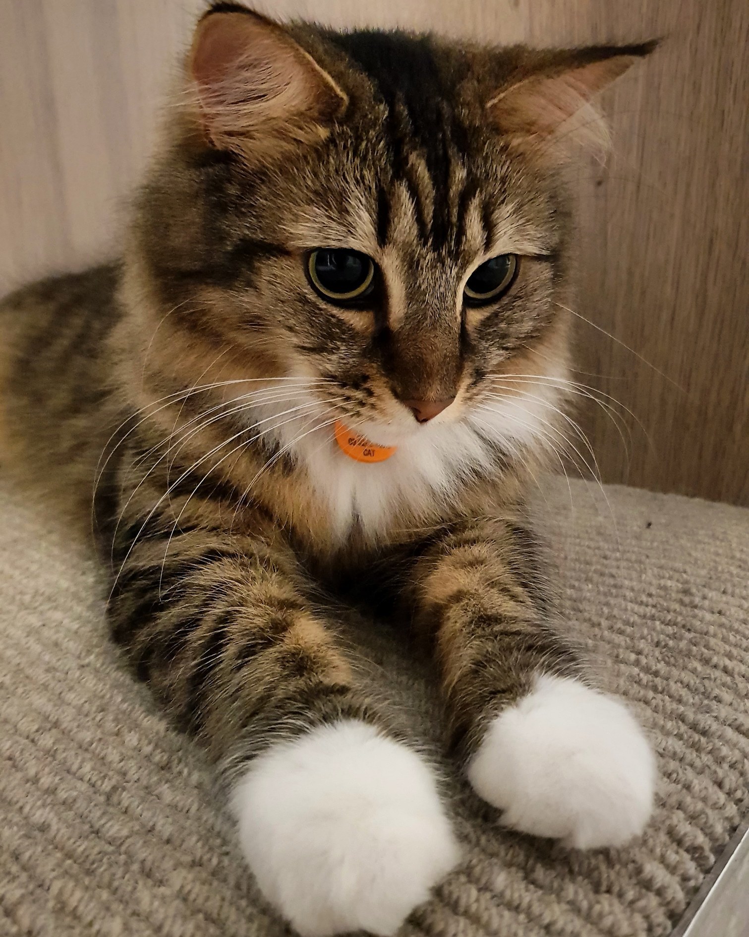 Little White Peets