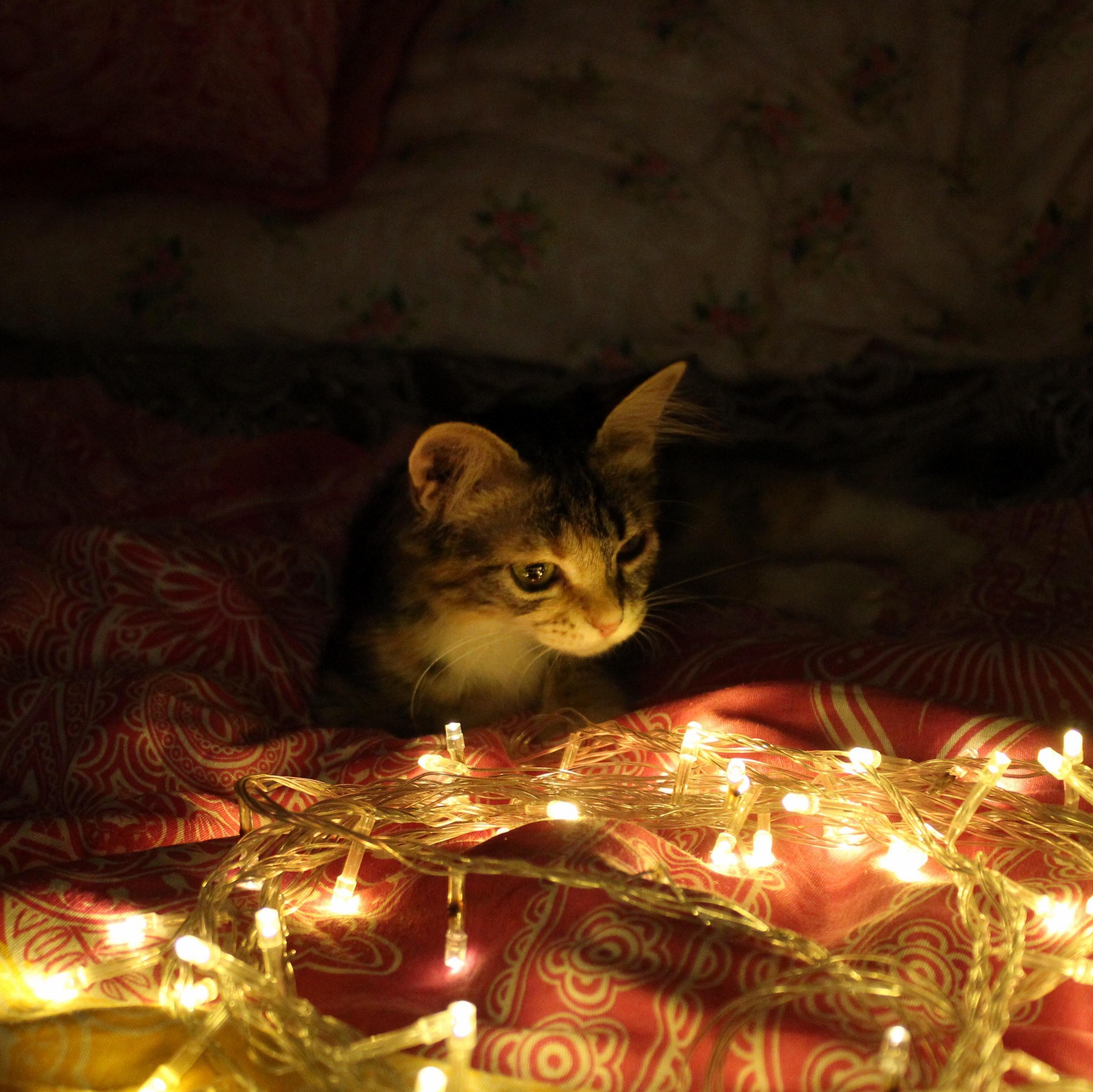 Lizzy Enjoying Her First Photoshoot