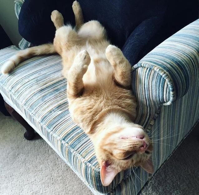 Local Cat Gives Up on Life.