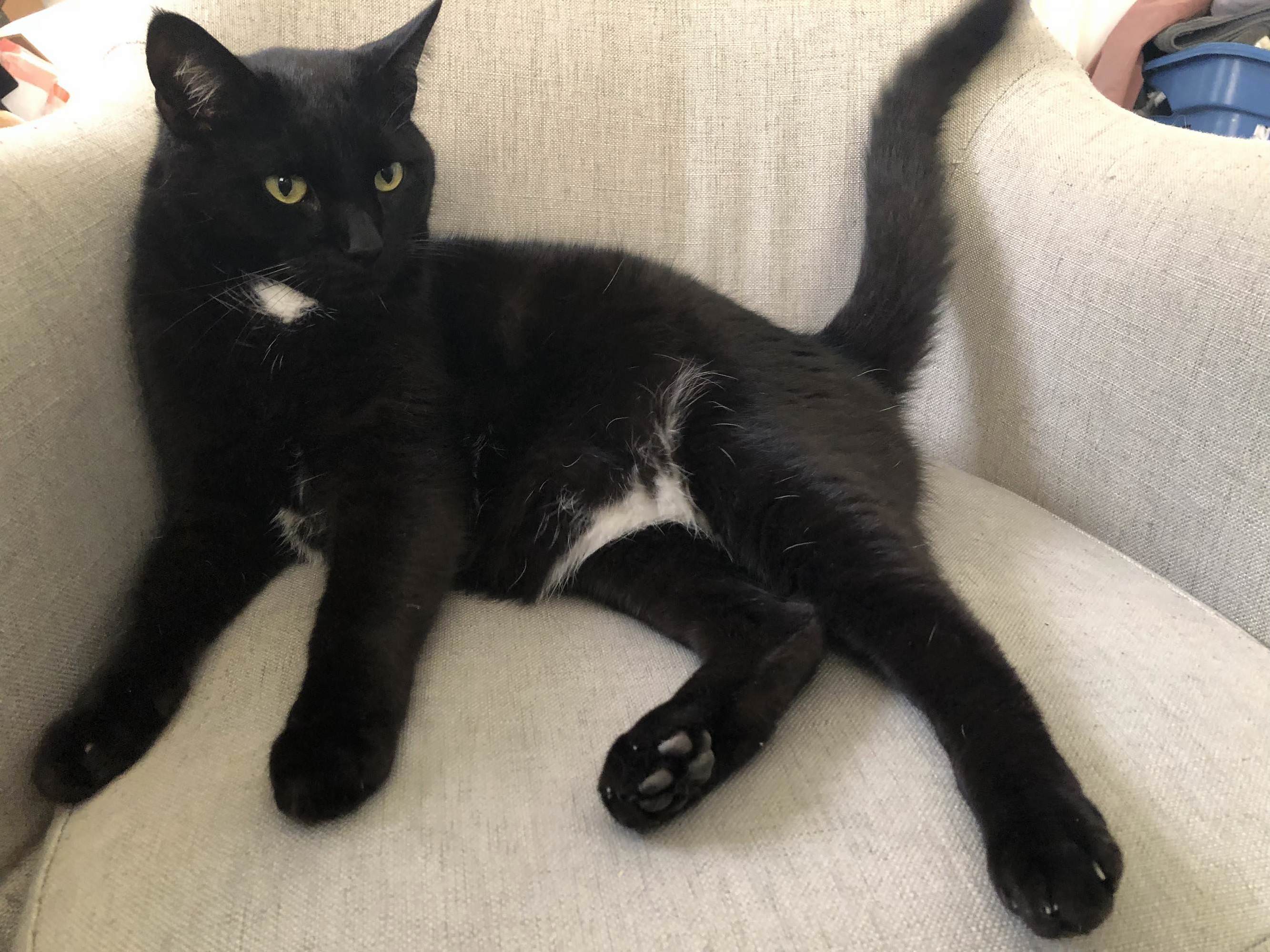 Loki Says Paint Me Like One of Your French Girls.