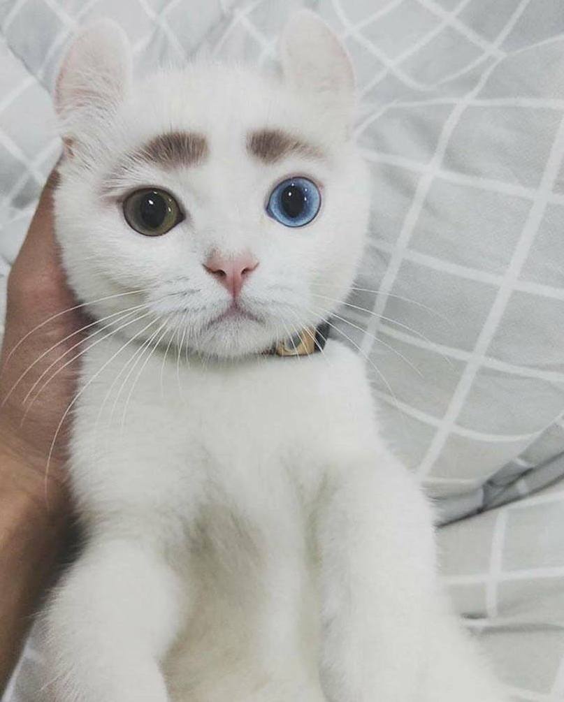 Look at These Eyebrows!! Jealous Much