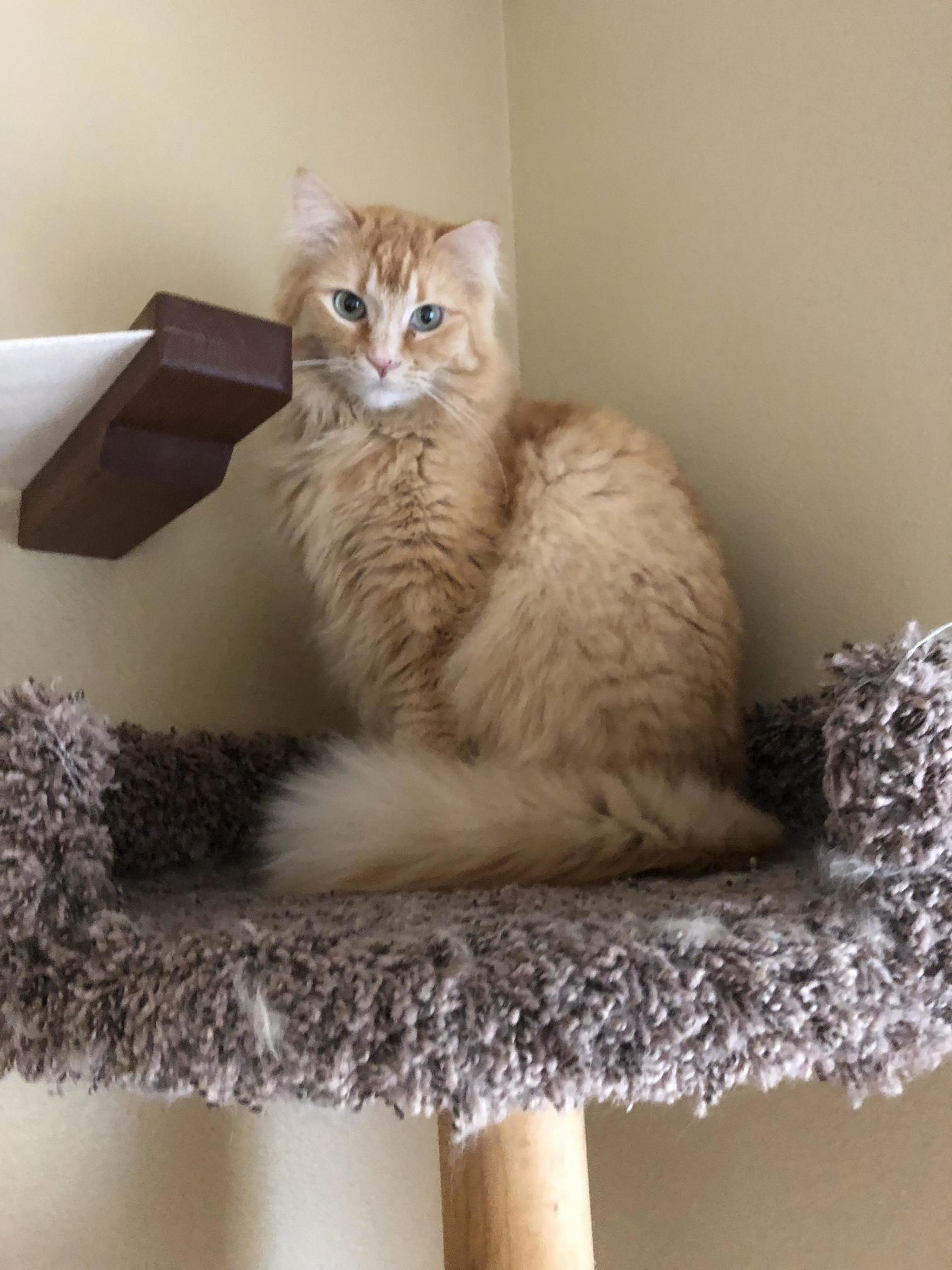 Look at This Cat. His Name Is Murphy. Hes Awesome.