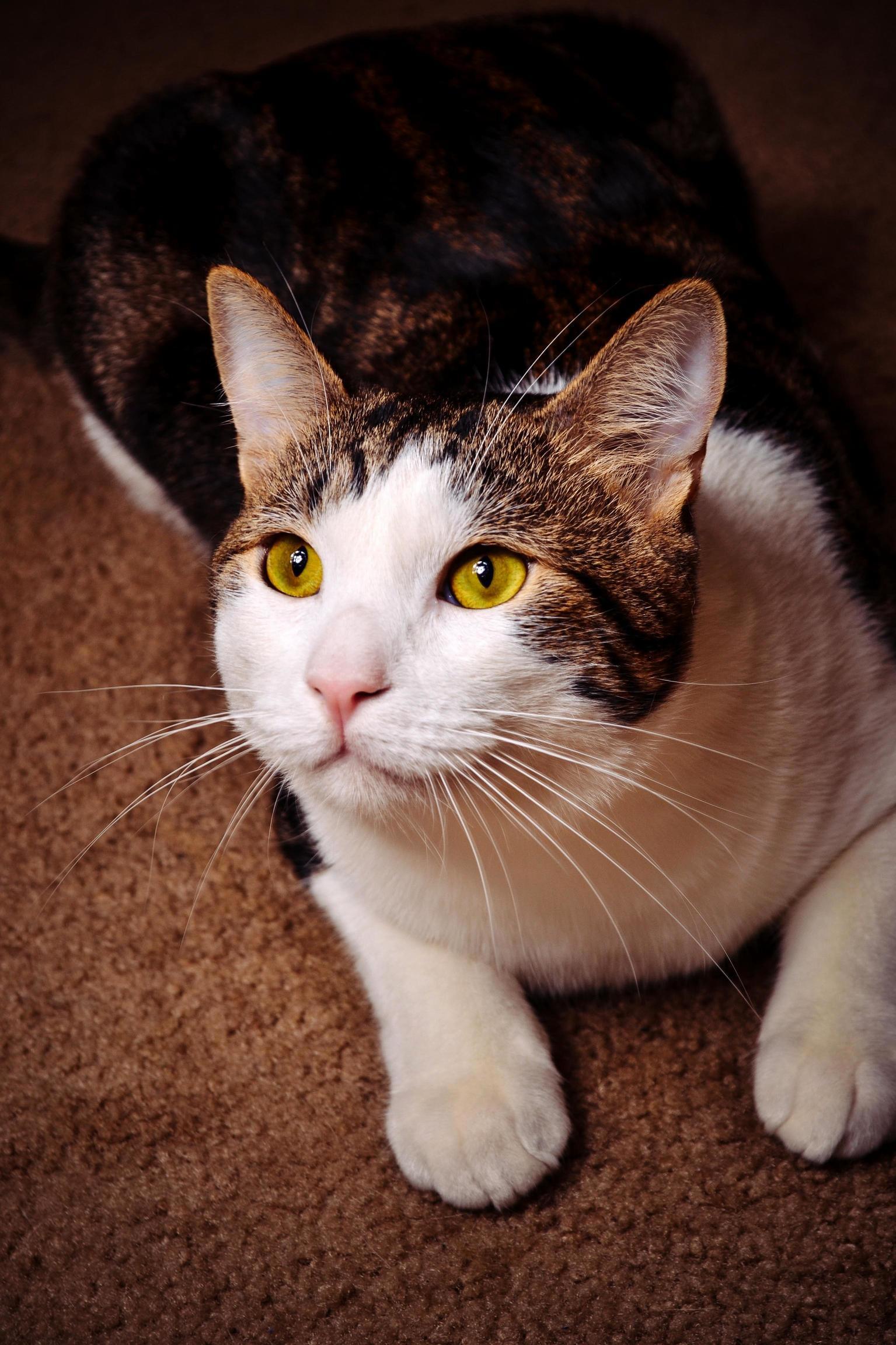 Look at Those Cute Little White Whisks! Carmichael.