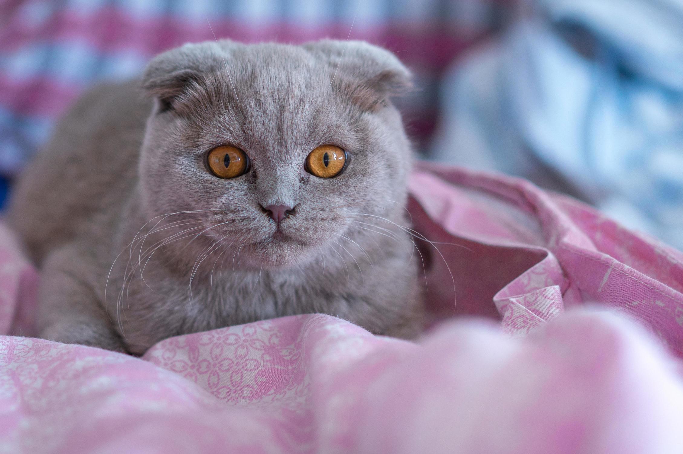 Looking at the Pictures I Sometimes Think I Have a Stuffed Cat.