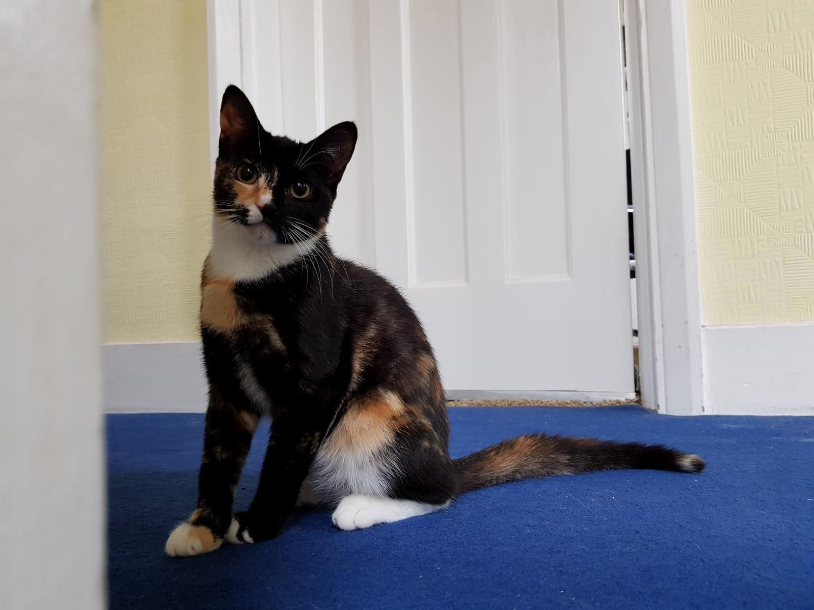 Luna Loves a Photo Shoot.