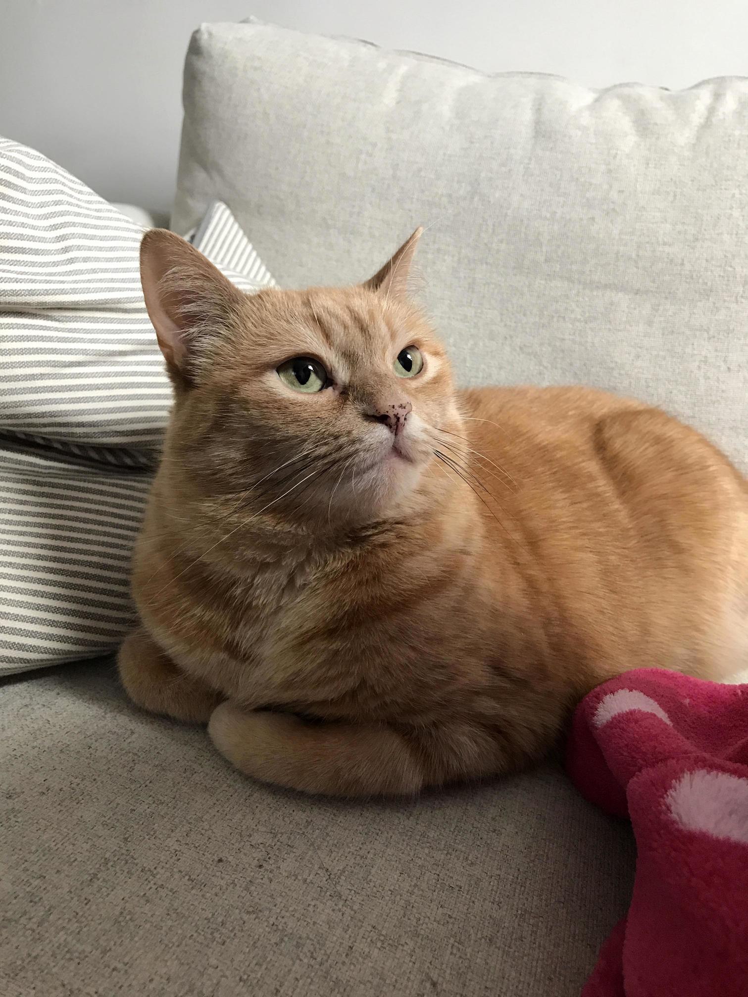 Majestic Loaf!