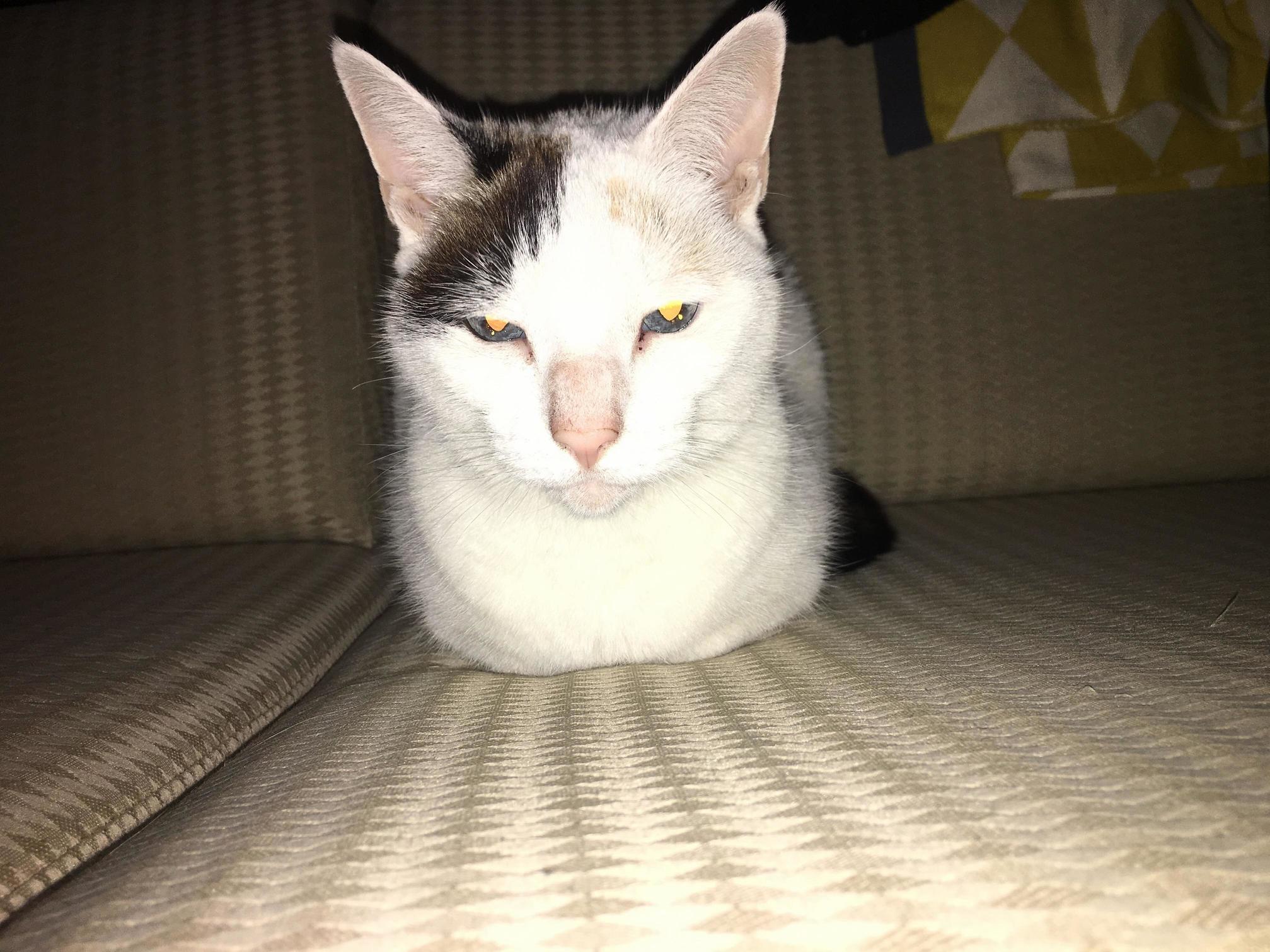 Mayhem Is 8 Years Old with Blue Eyes and Does a Good Loaf.