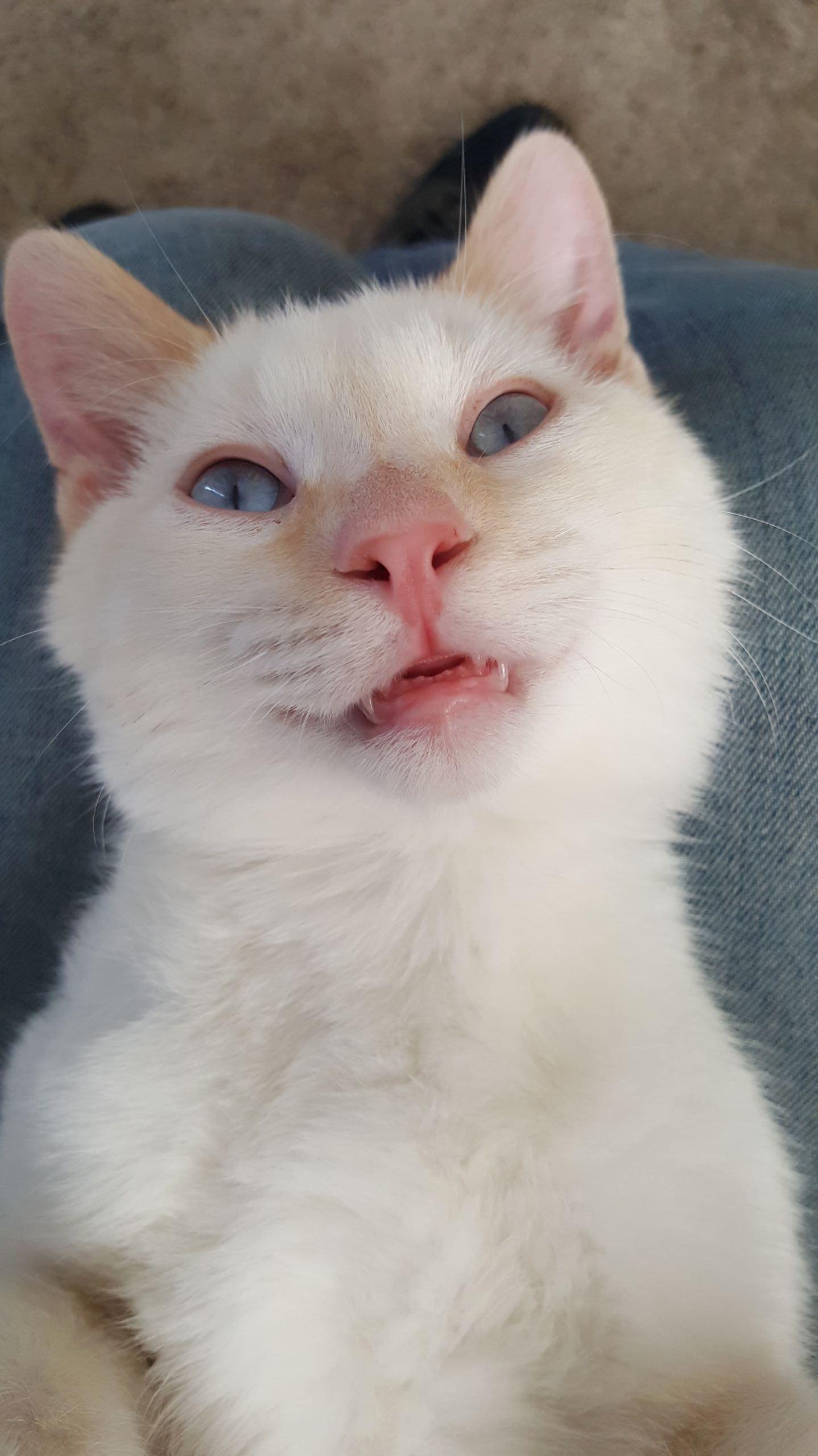 Meet Carlton. My Best Friends Cat Is Such a Derp