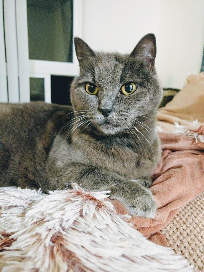 Meet Demi! Just Adopted Her at 10 Years Young )