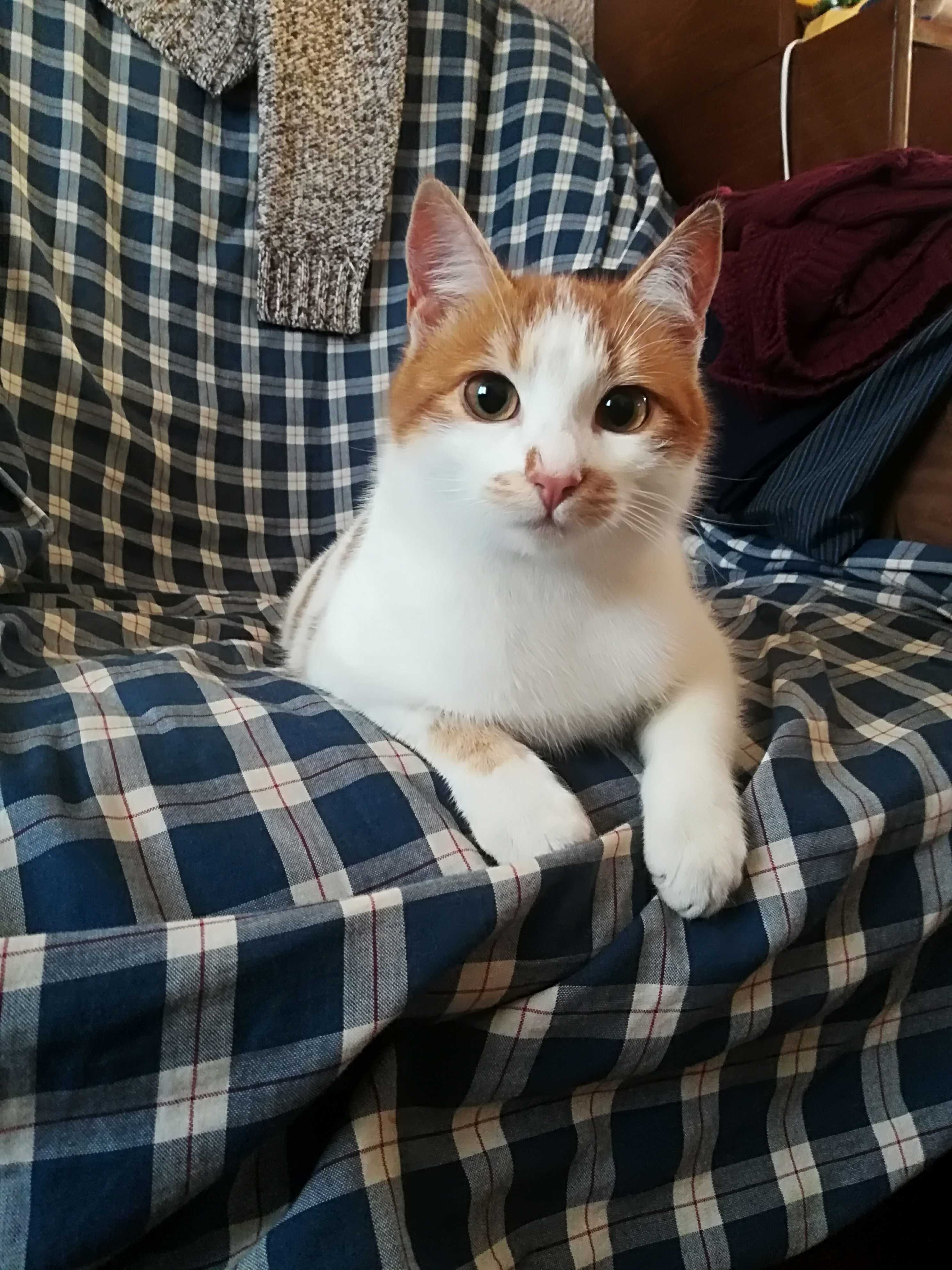 Meet Fat Boy Orange