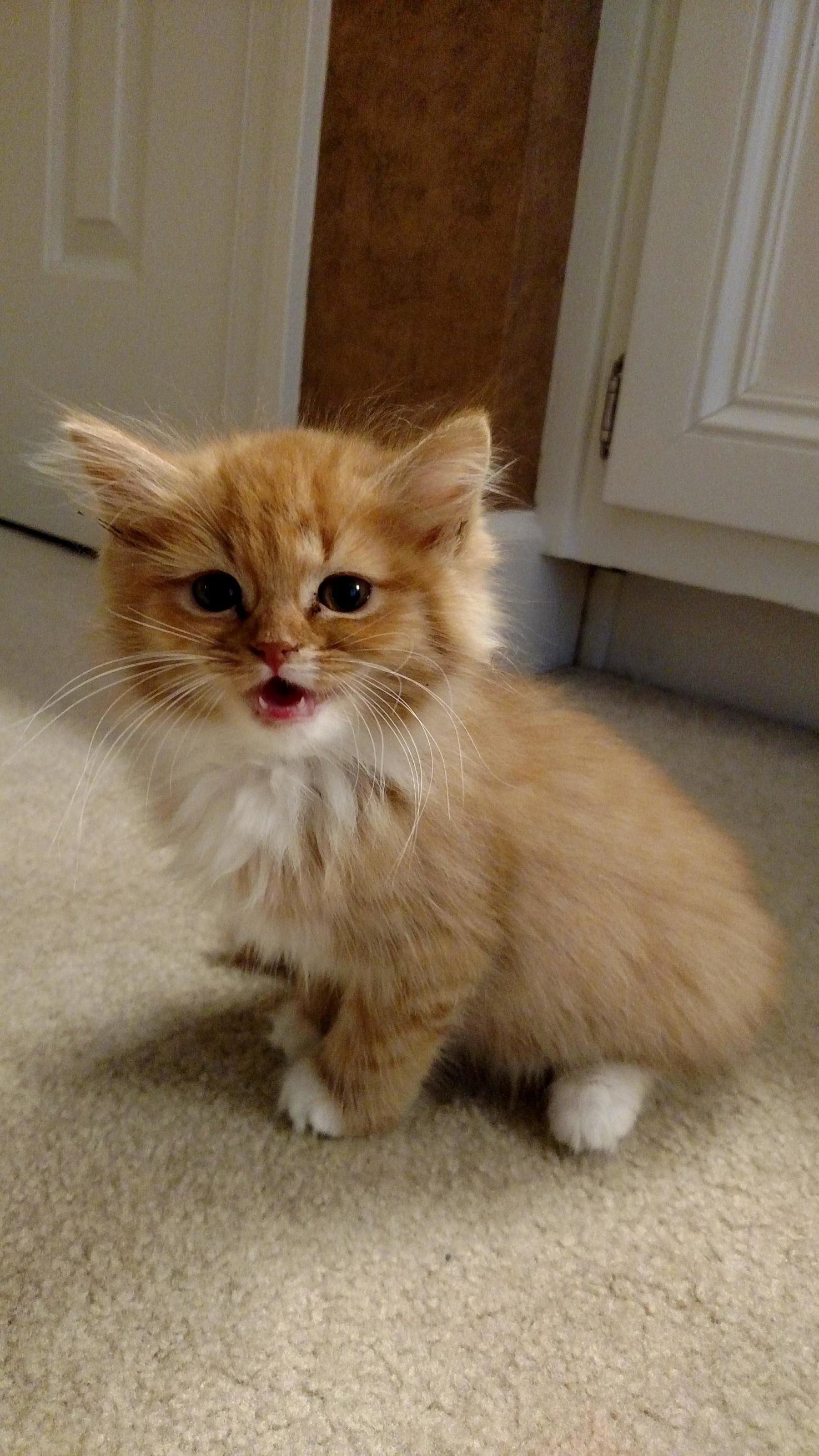 Meet Hobbes, My Squeaky Little Floof
