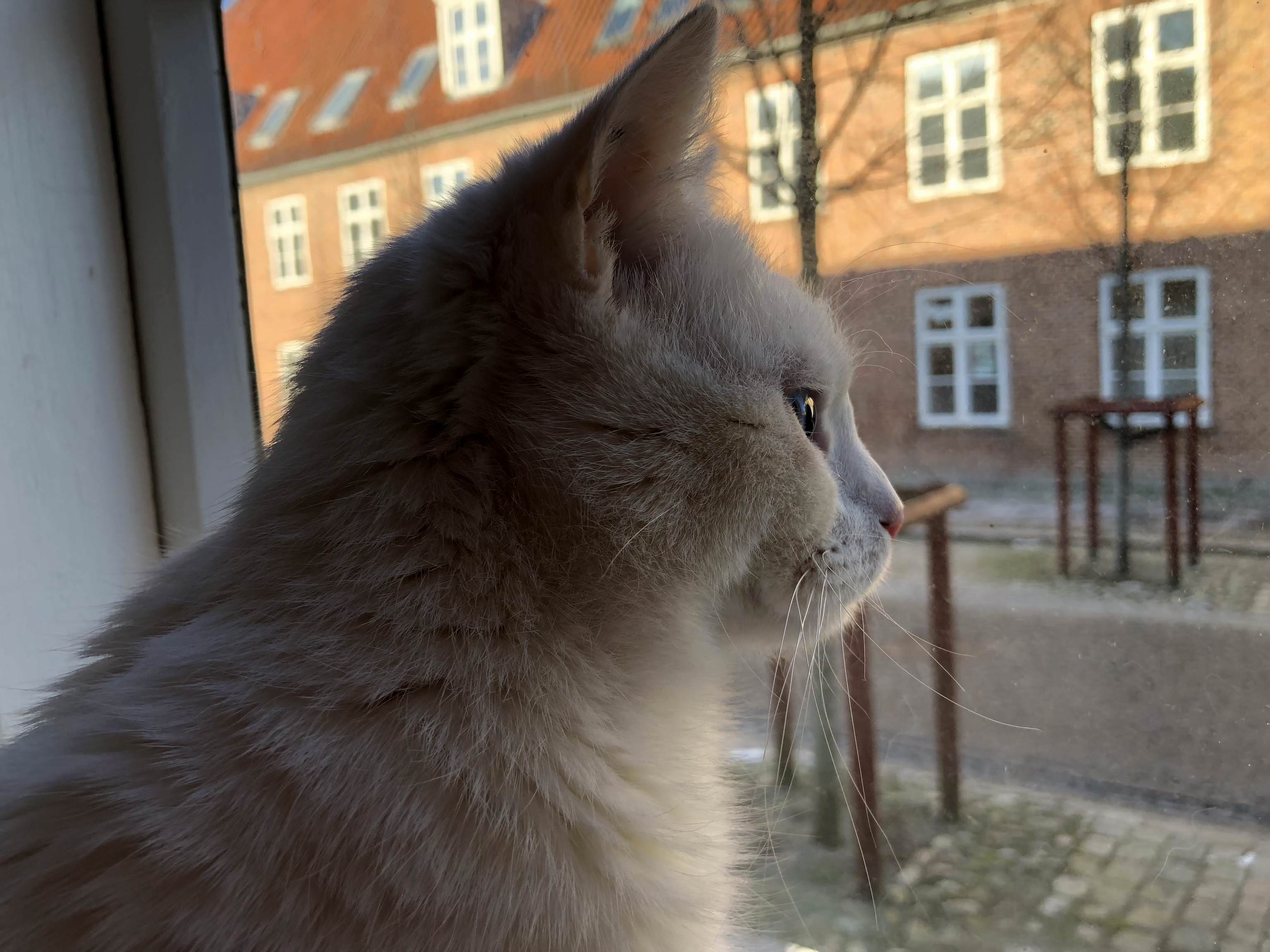 Meet Kosmo, My Deaf Cat. He Turns One Year Old Today!