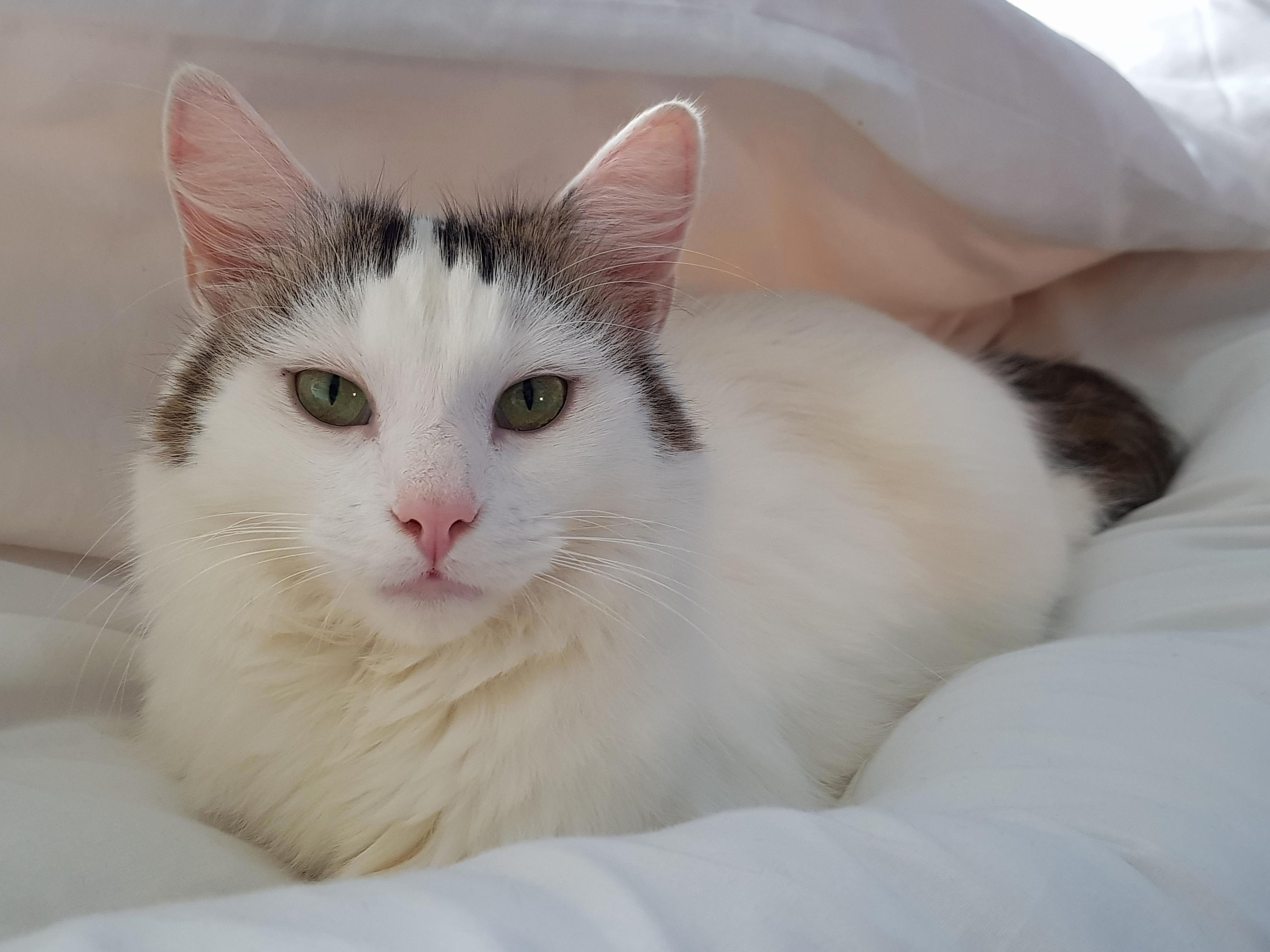 Meet Leonardo Dicatrio. Hes Always Photo-ready