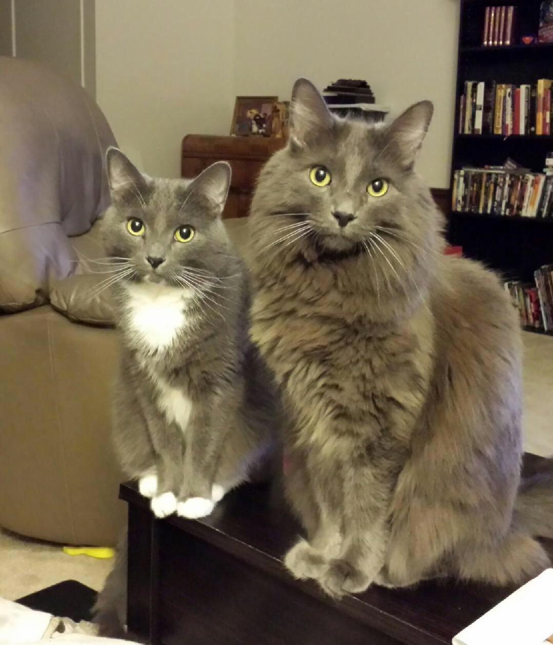 Meet Libby and Max