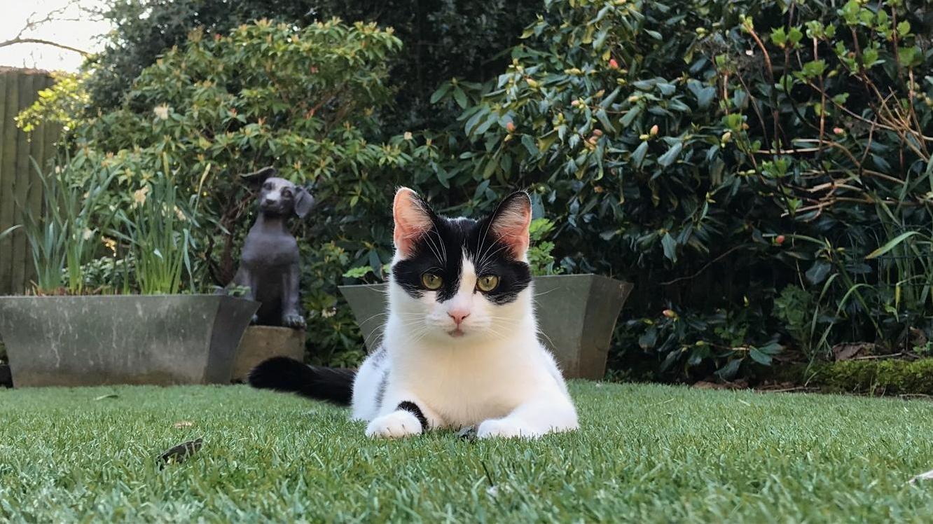 Meet Molly, My Psychiatrist