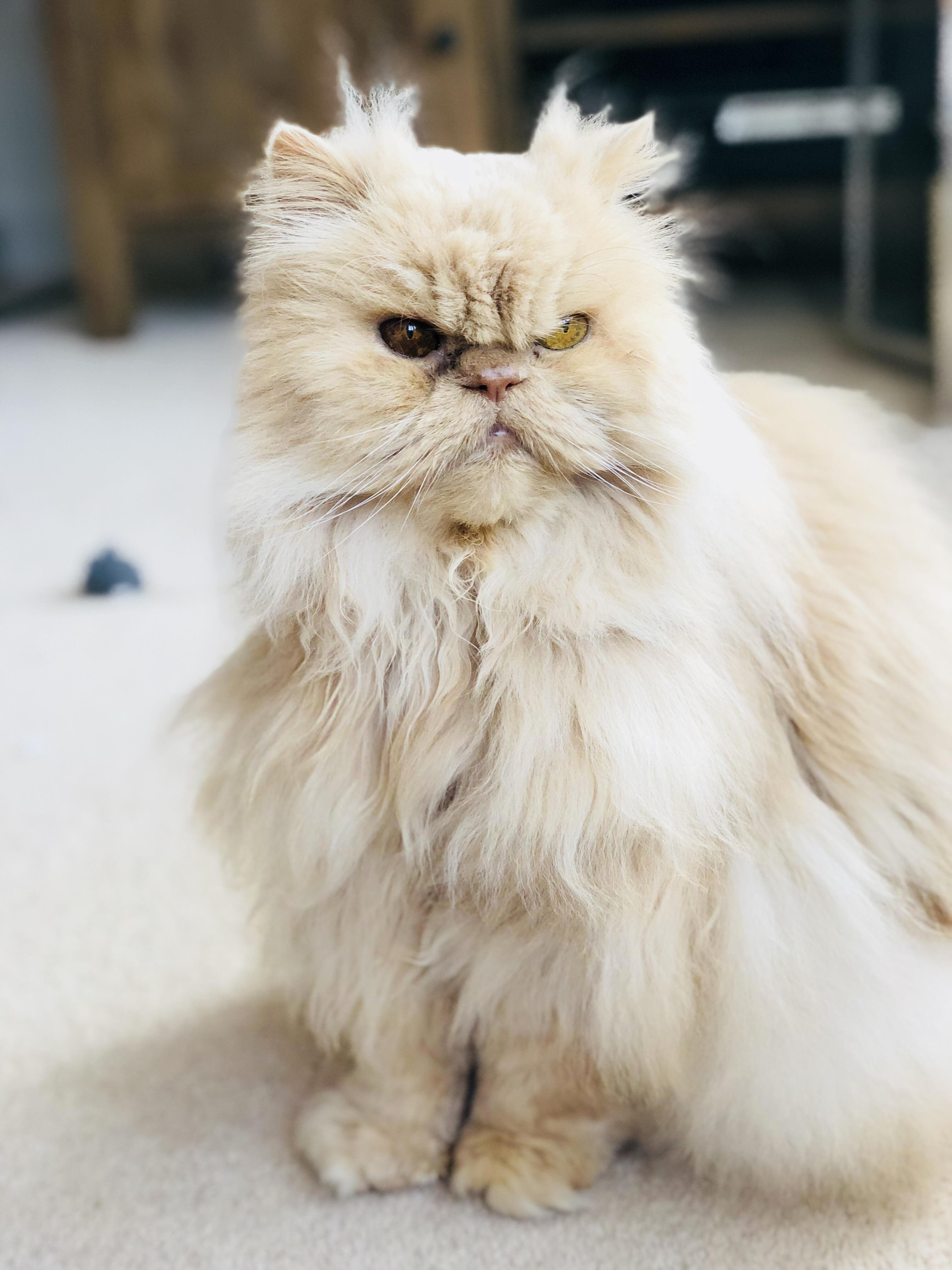 Meet Mr O. Old, Grumpy but Very Lovely.