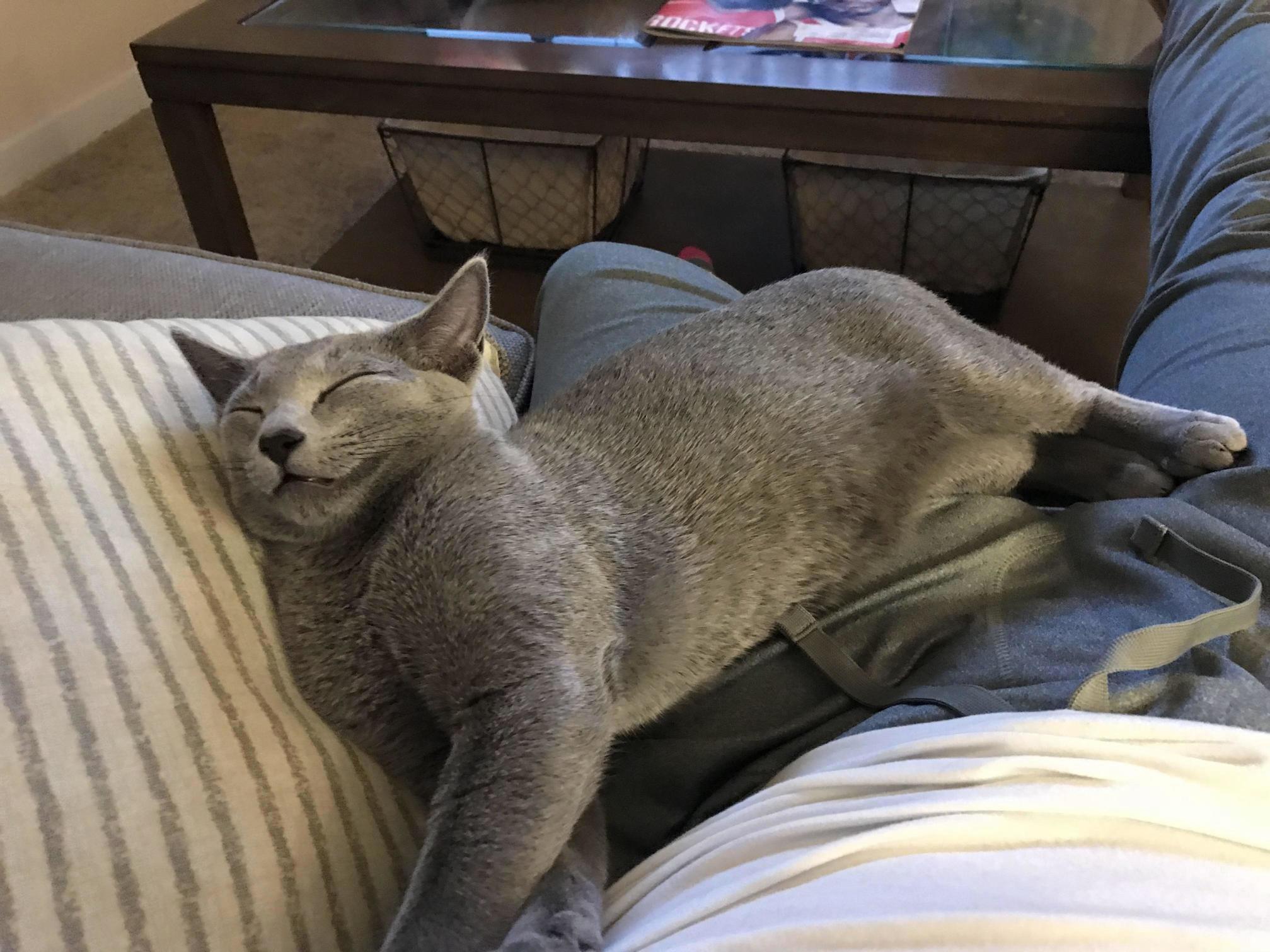 Meet My 4 Month Old Russian Blue Kitten, James Franco! Hes a Smiley Sleeper