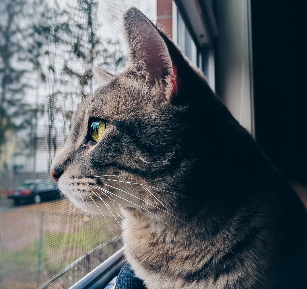 Meet My Very First Cat, Lumi !
