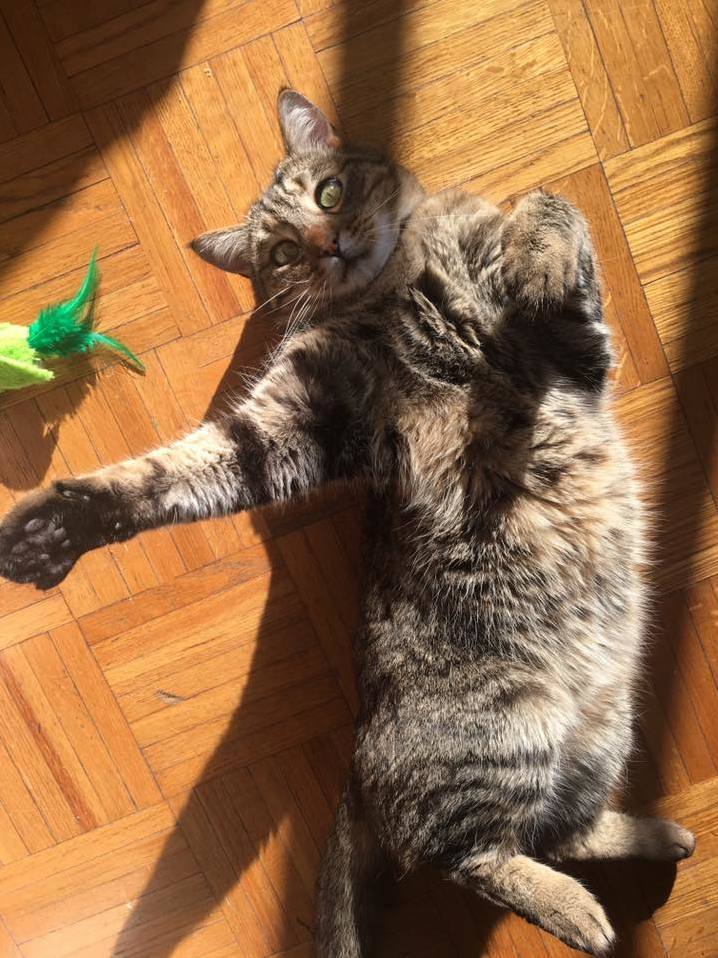 Meet Ollie! He Has Decided to Have Some Issues, and I Need Some Advice!