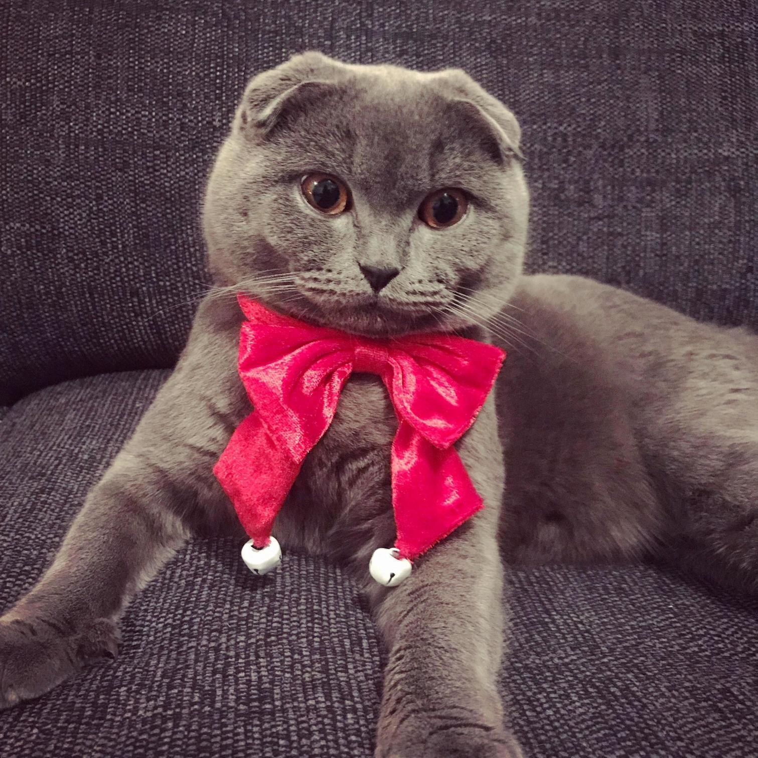 Meet Podrick.