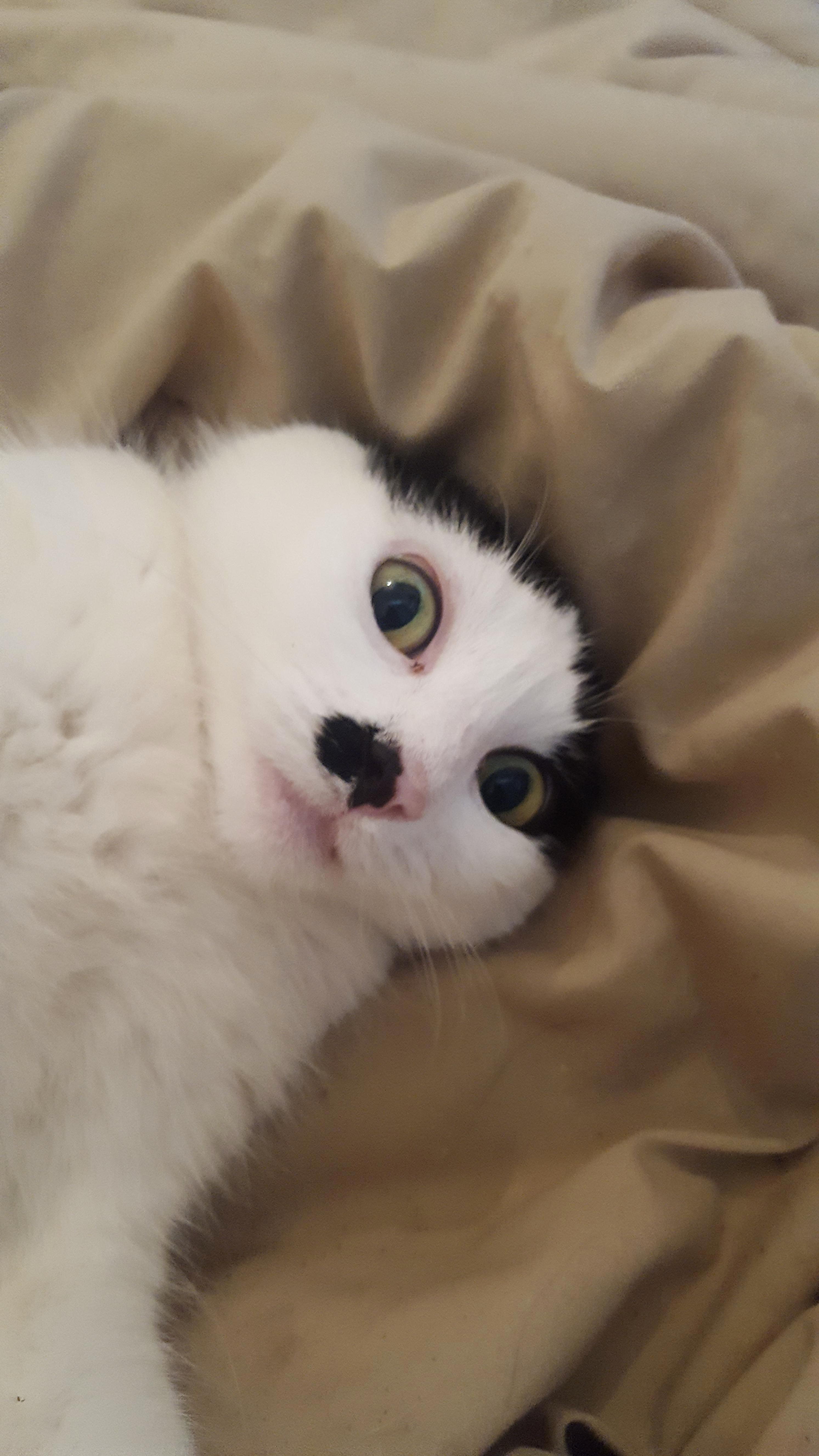 Megs Face During a Belly Rub Session Cracked Me Up