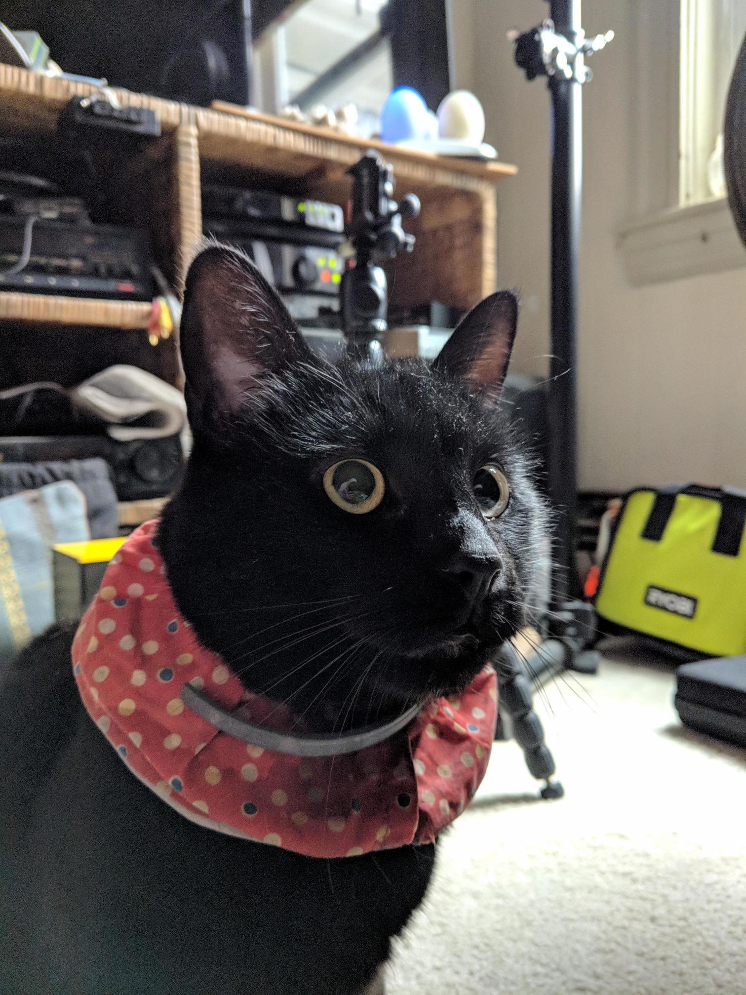 Met the Sweetest Cat Just Came in My Buddies Apartment