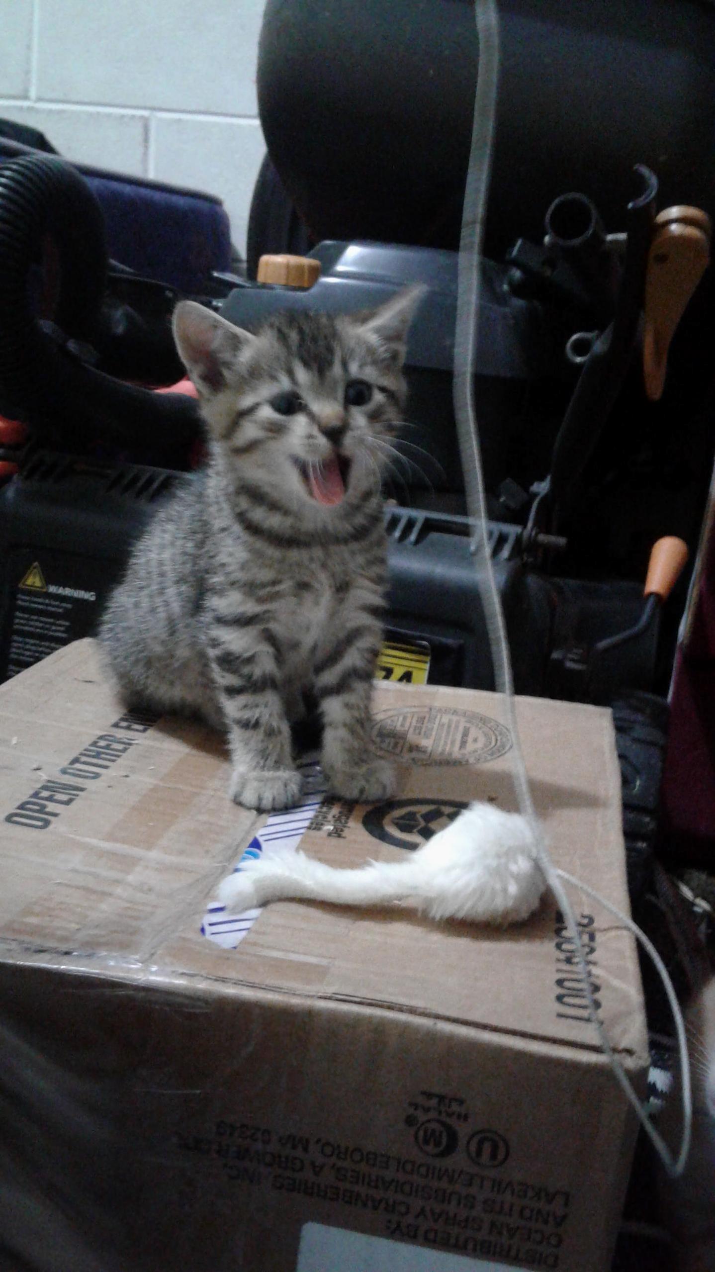 Mid Yawn