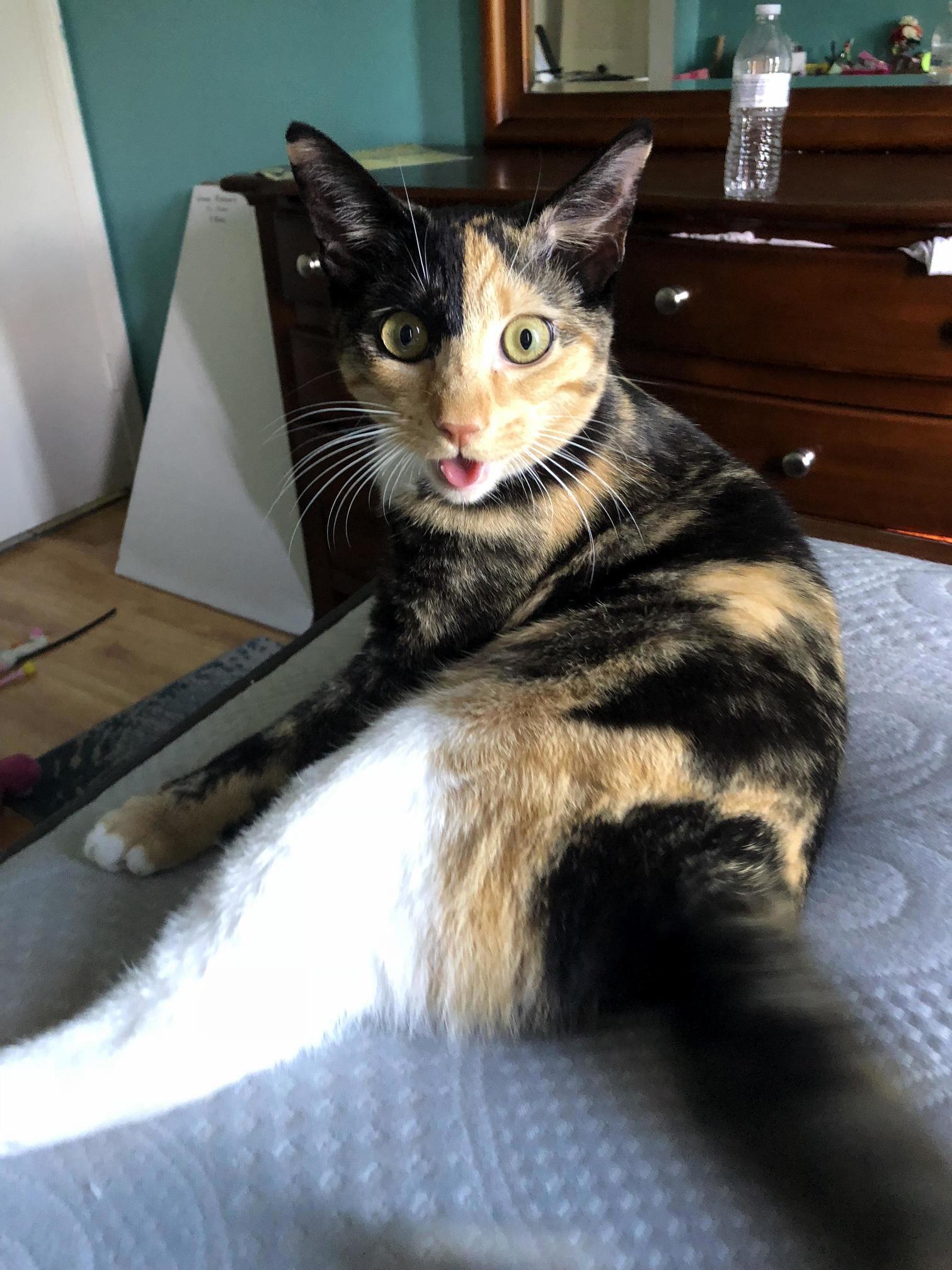 Mimi Cat After Play!