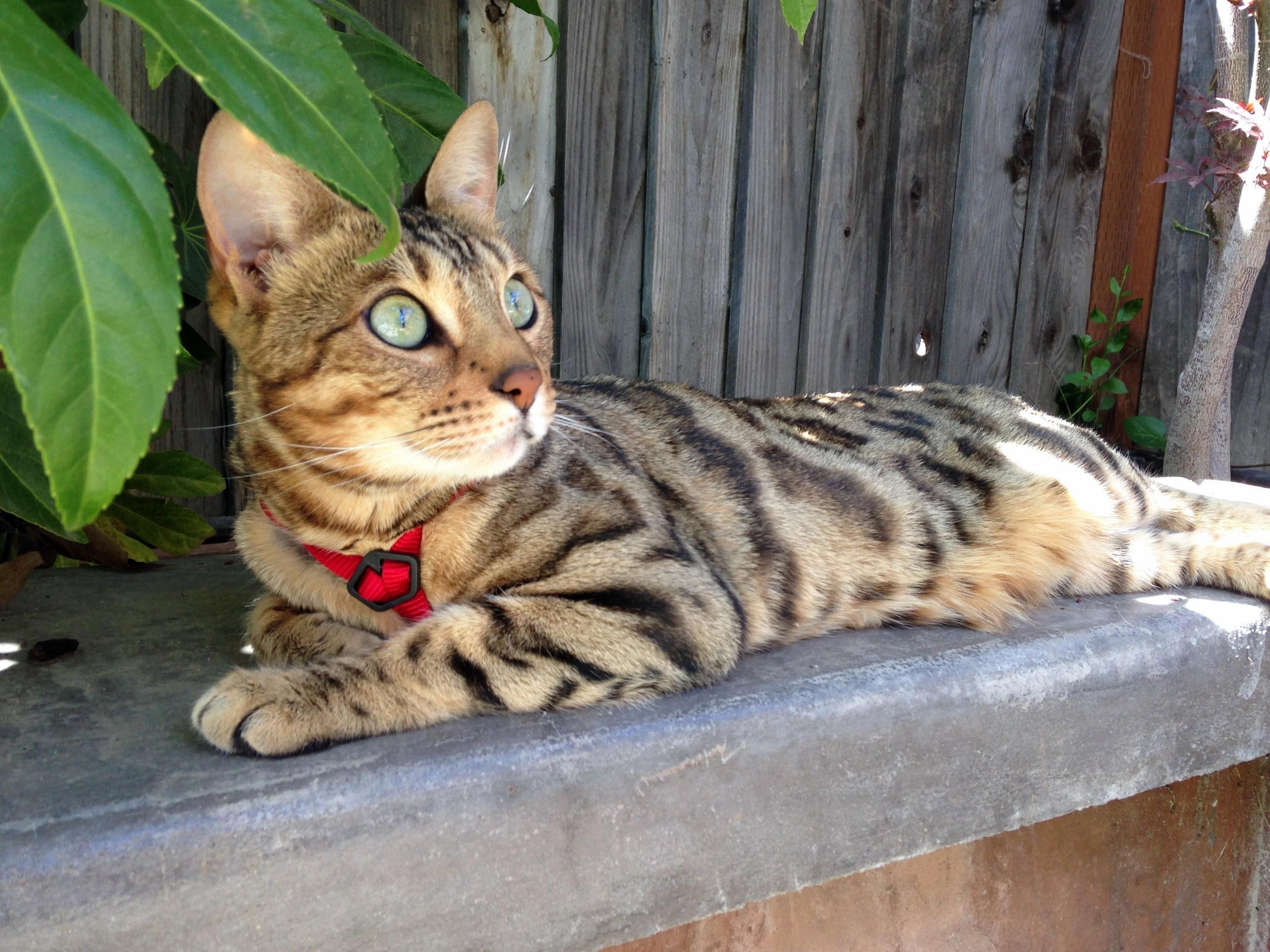 Mira Relaxing Outside