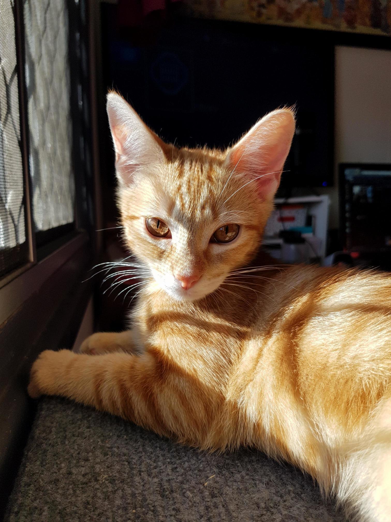 Miss Honey Loves Sitting on the Sun