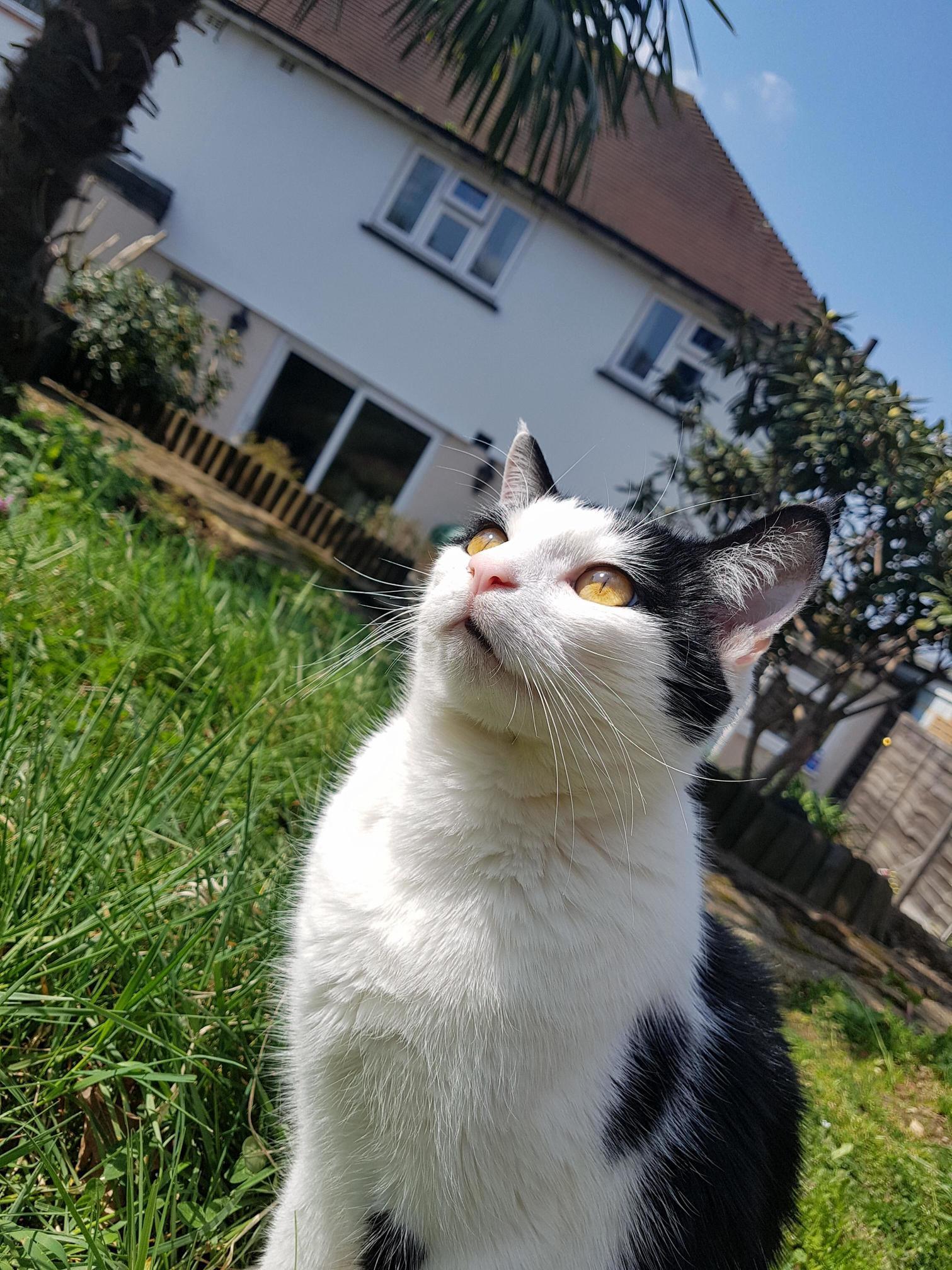 Mogwai Looks Adorable in the Sun
