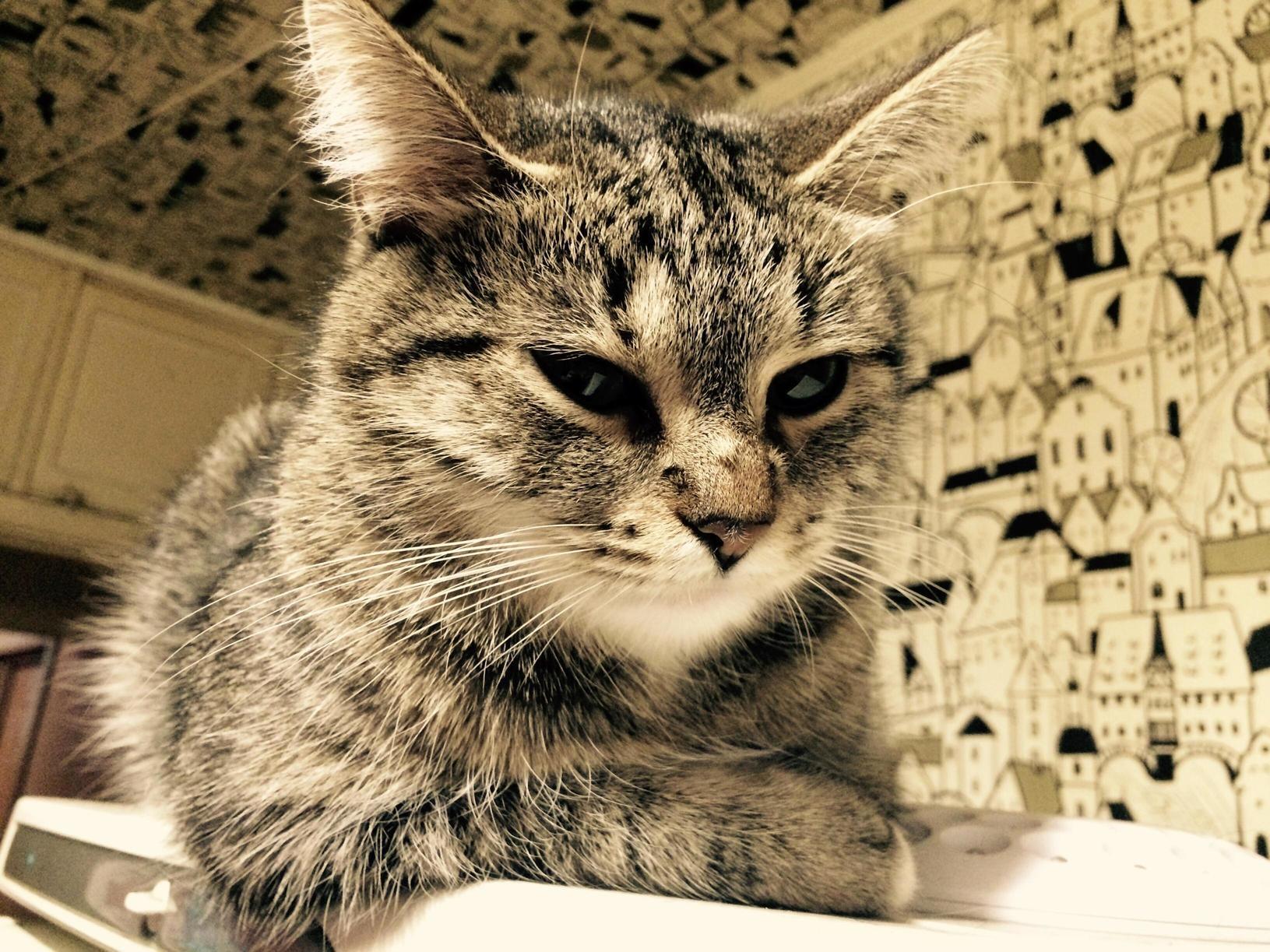 Morning Kitty