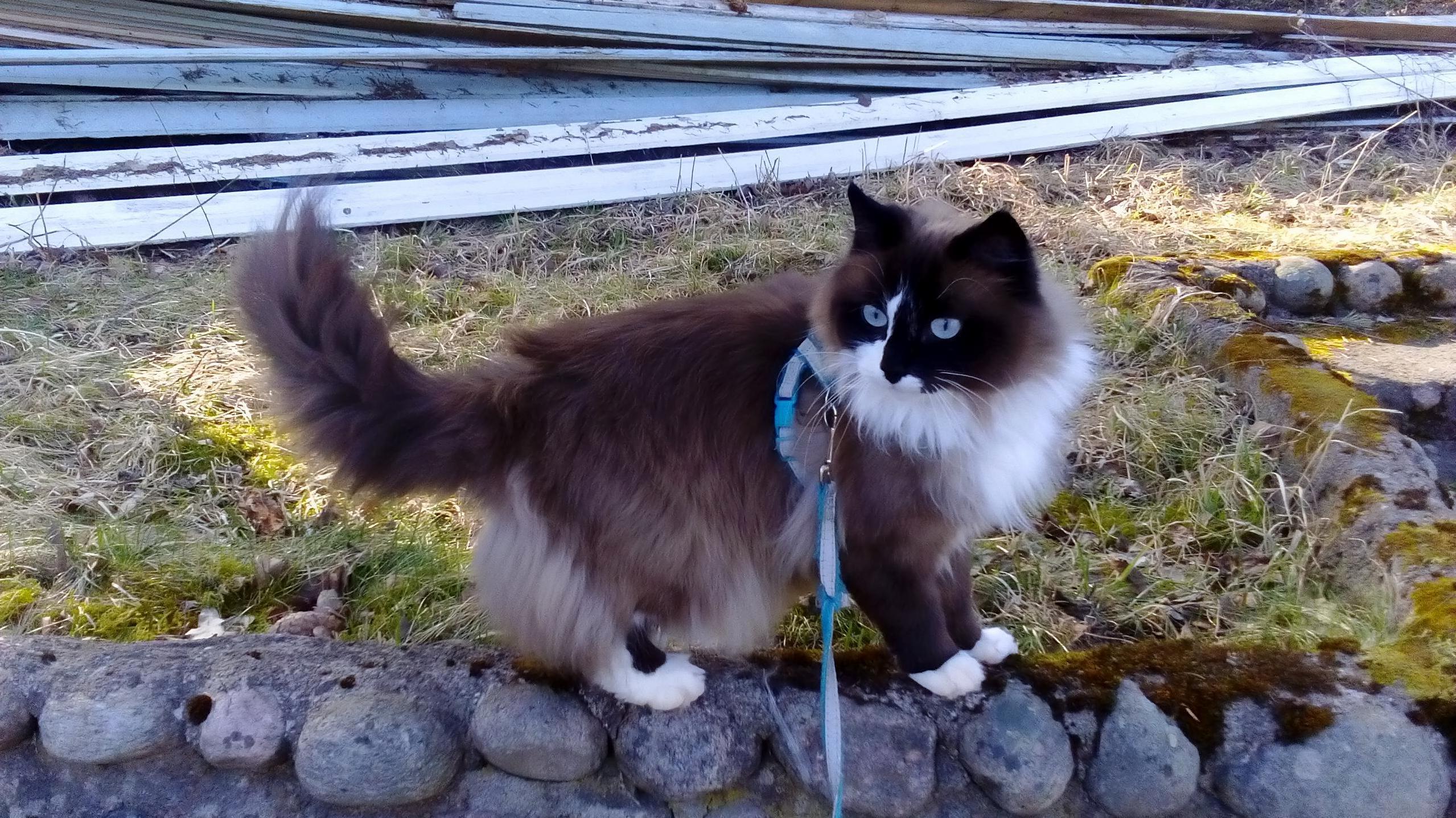Muffins Is Happy to Be Outside Today.