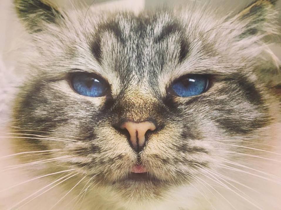 My 10-year-old Has the Beauty, but Lacks in Photogenics
