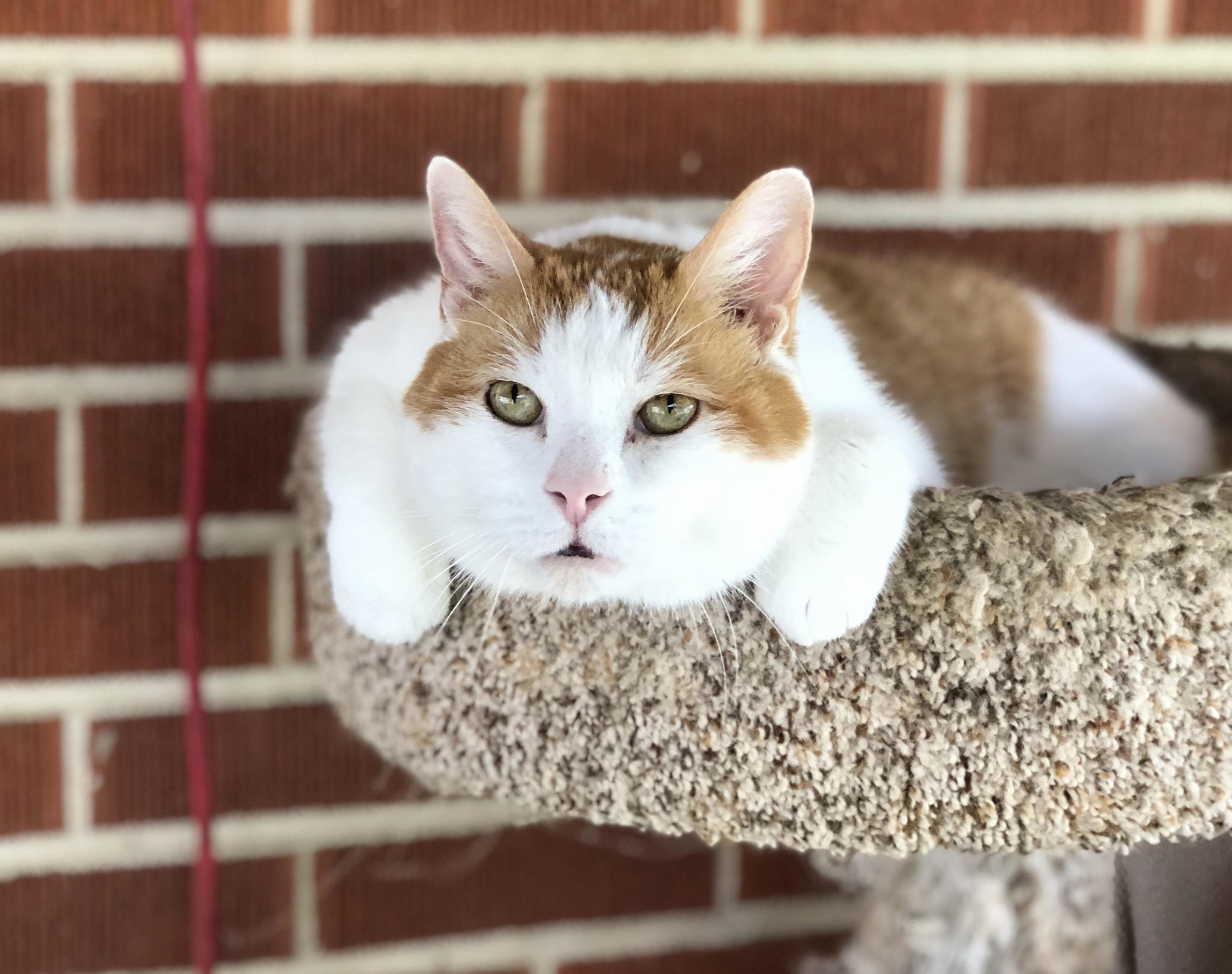 My 13 Year Old Boy in His Favorite Spot at the Top of the Tree. I Almost Re-homed Him Back in 2005. So Glad I Didnt.