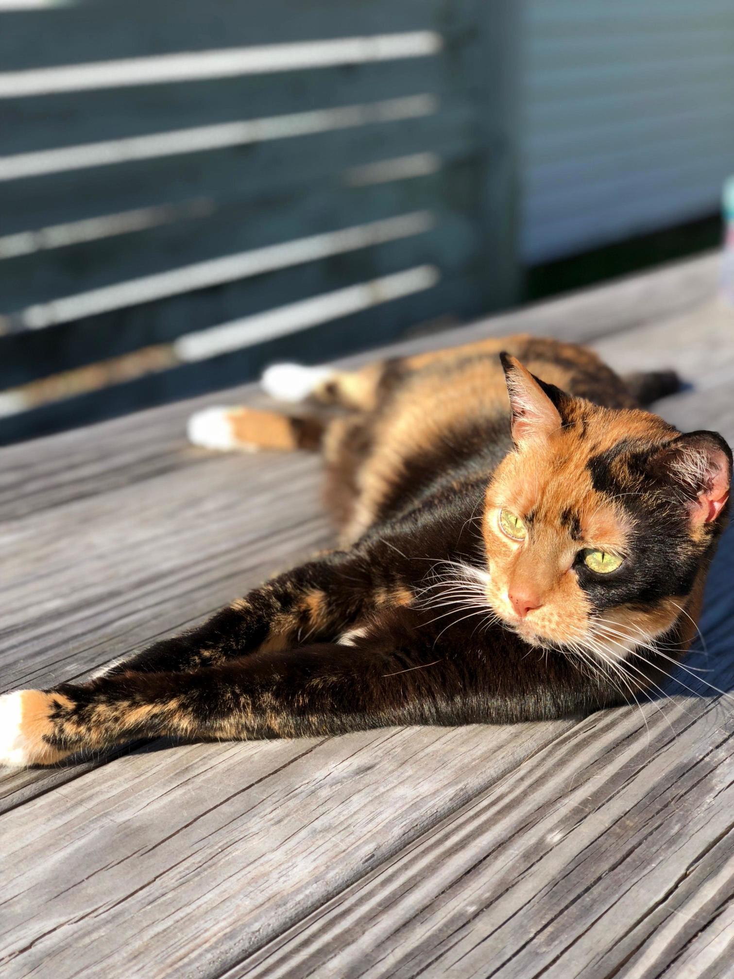 My 14 Year Old Beauty Enjoying Some Sunshine.