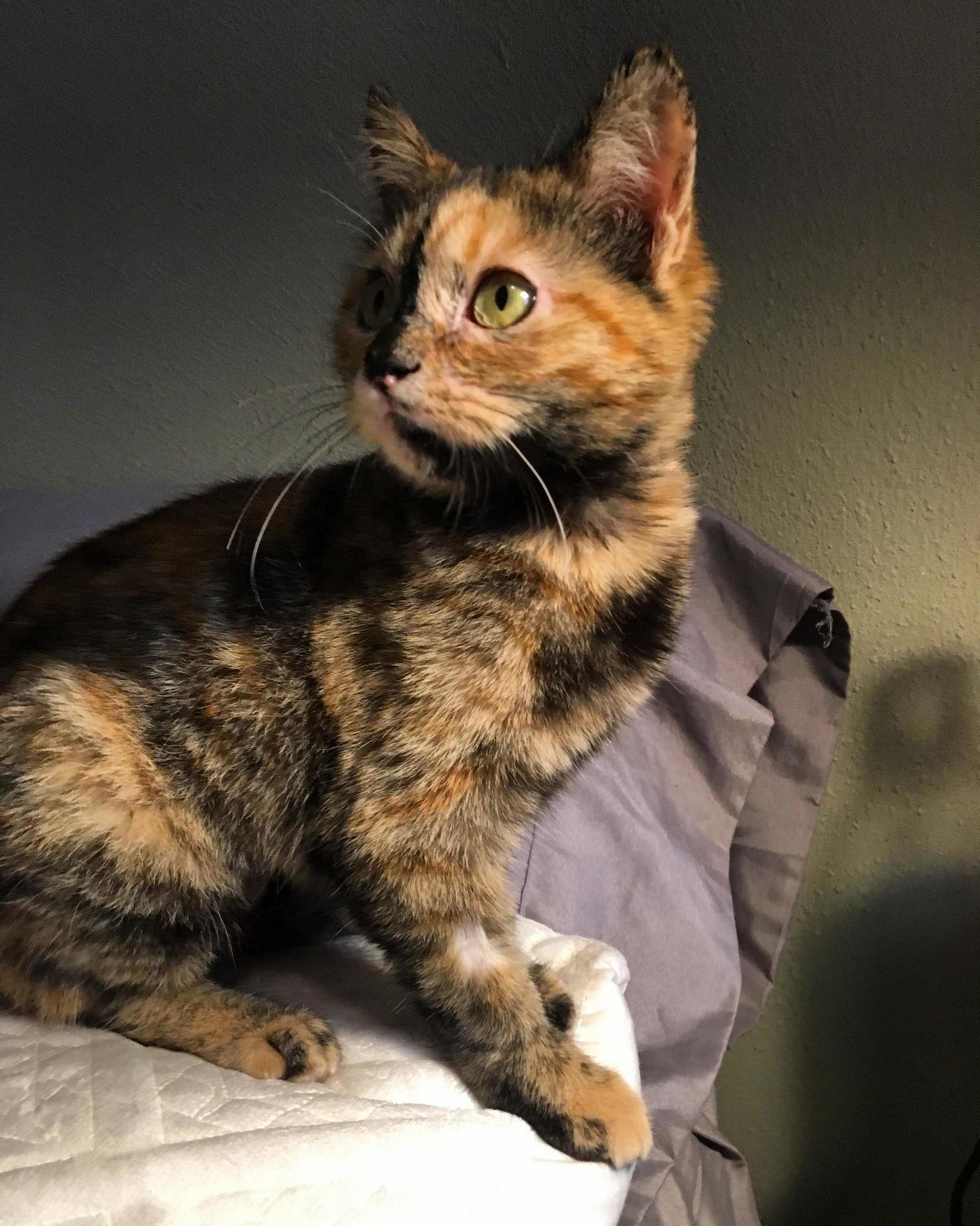 My 4 Month Old Kitten Being Adorable and Stuff