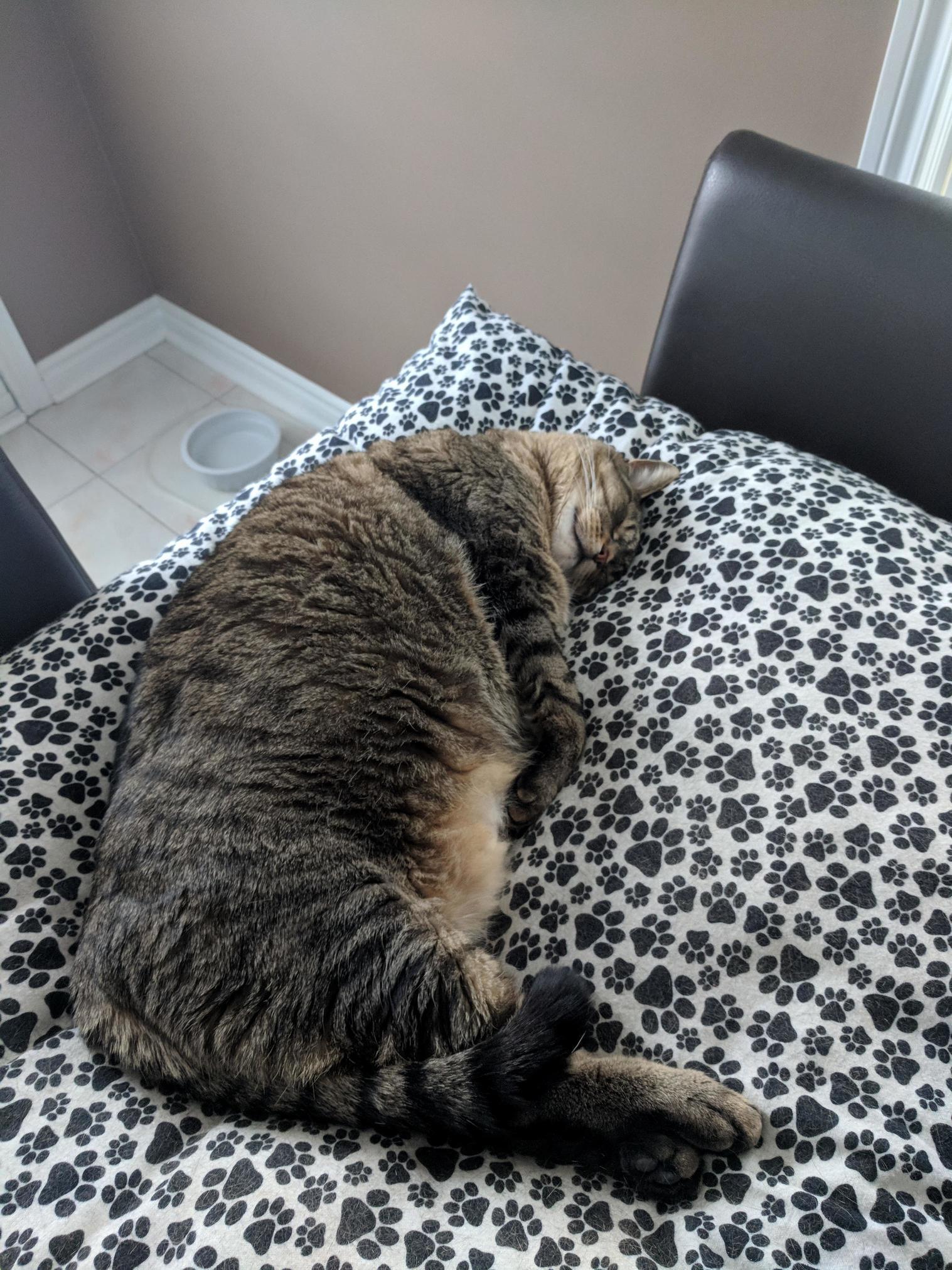 My Absolute Unit