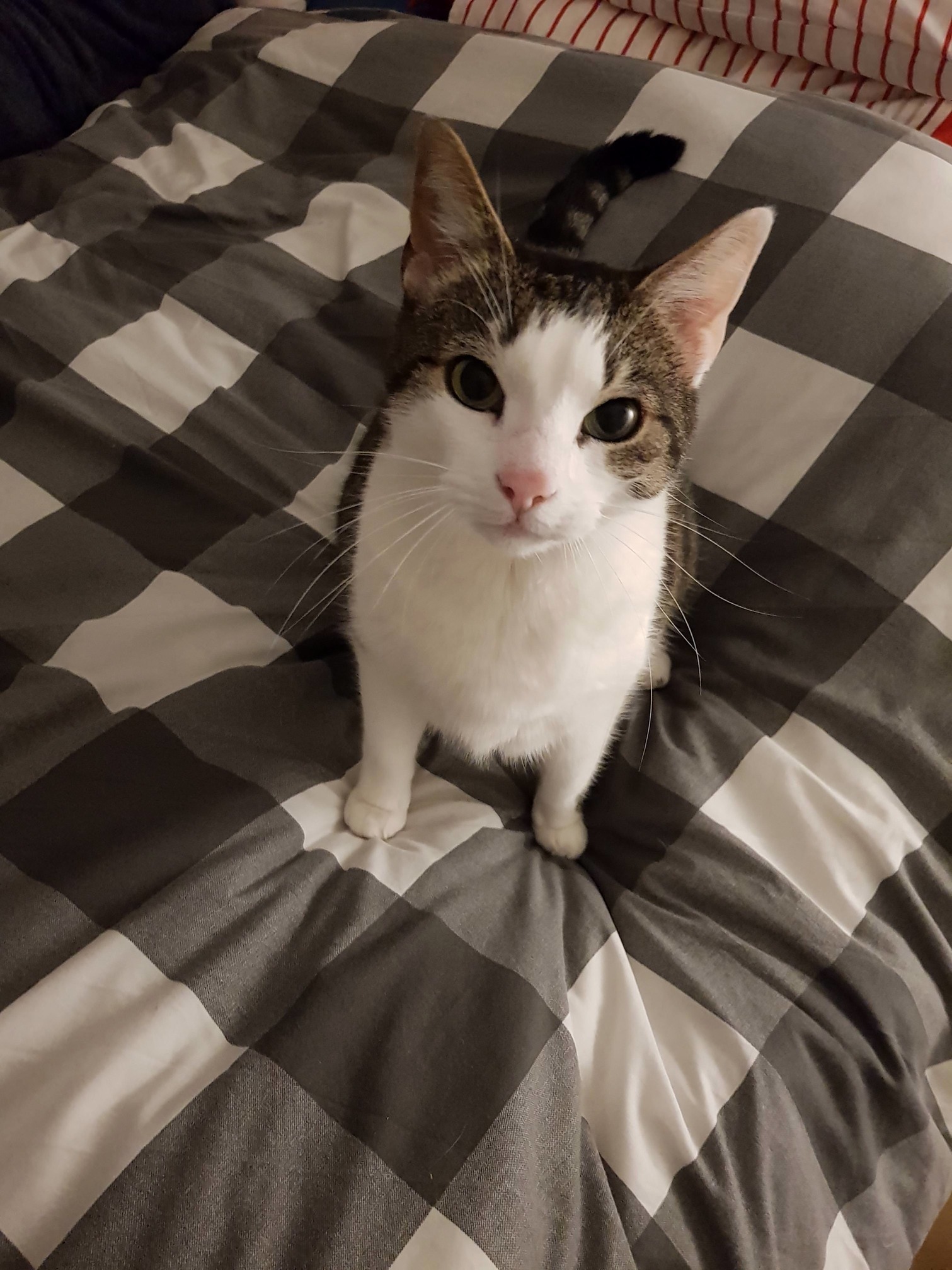 My Baby Girl Nimue, She Turns 13 This Year
