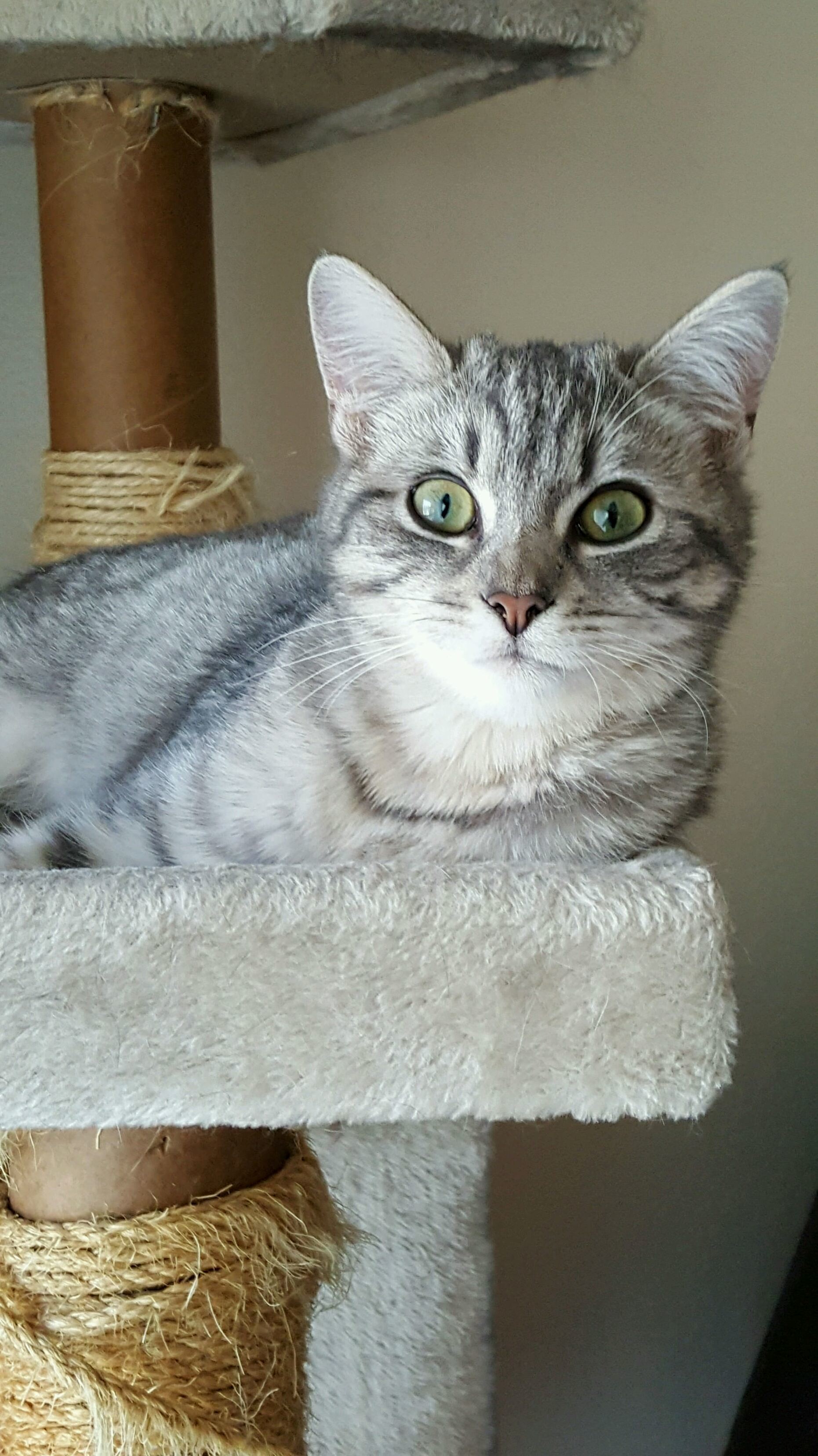 My Beautiful Dumpster Cat