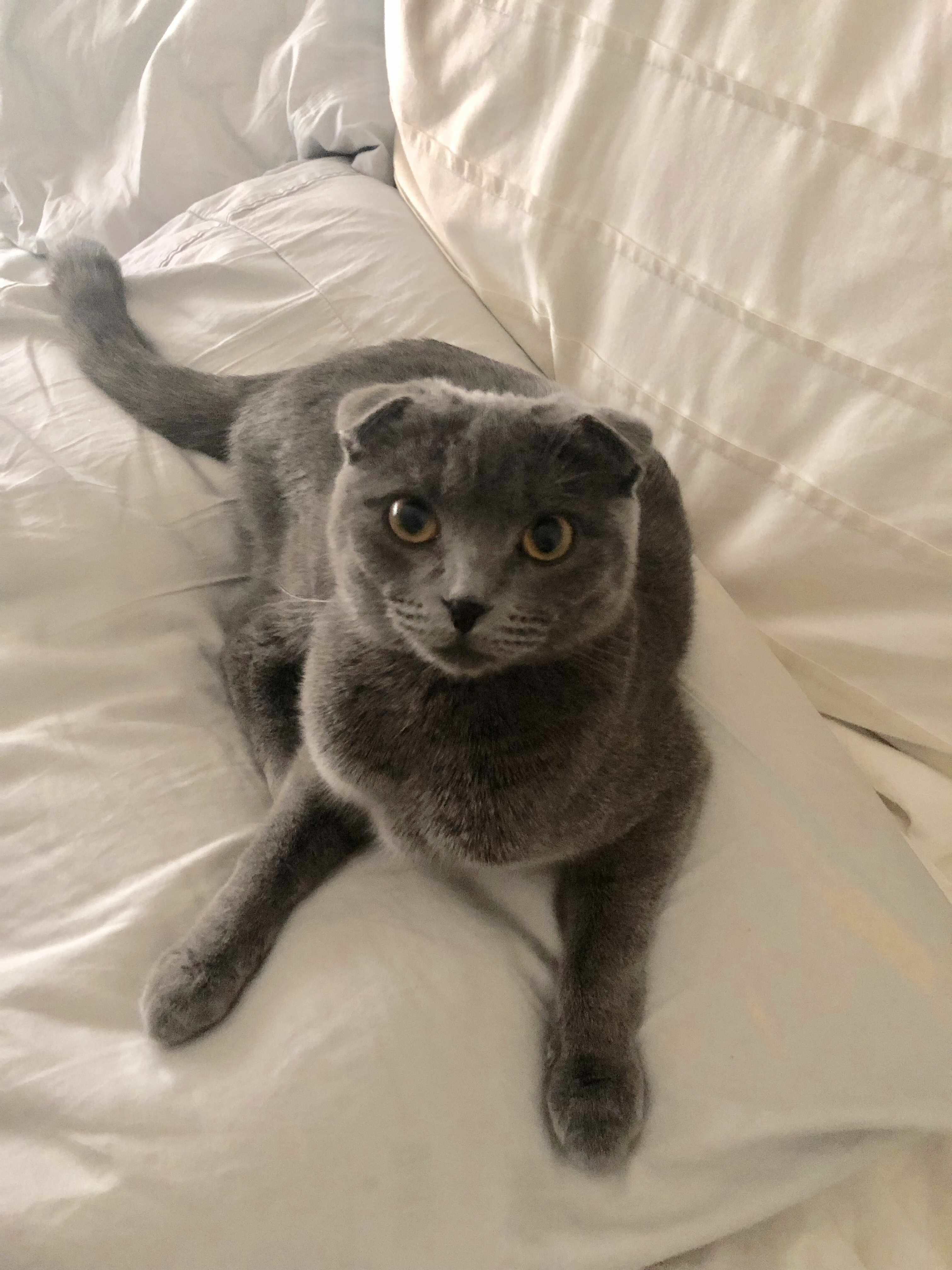 My Beautiful Scottish Fold Waiting for Her Breakfast