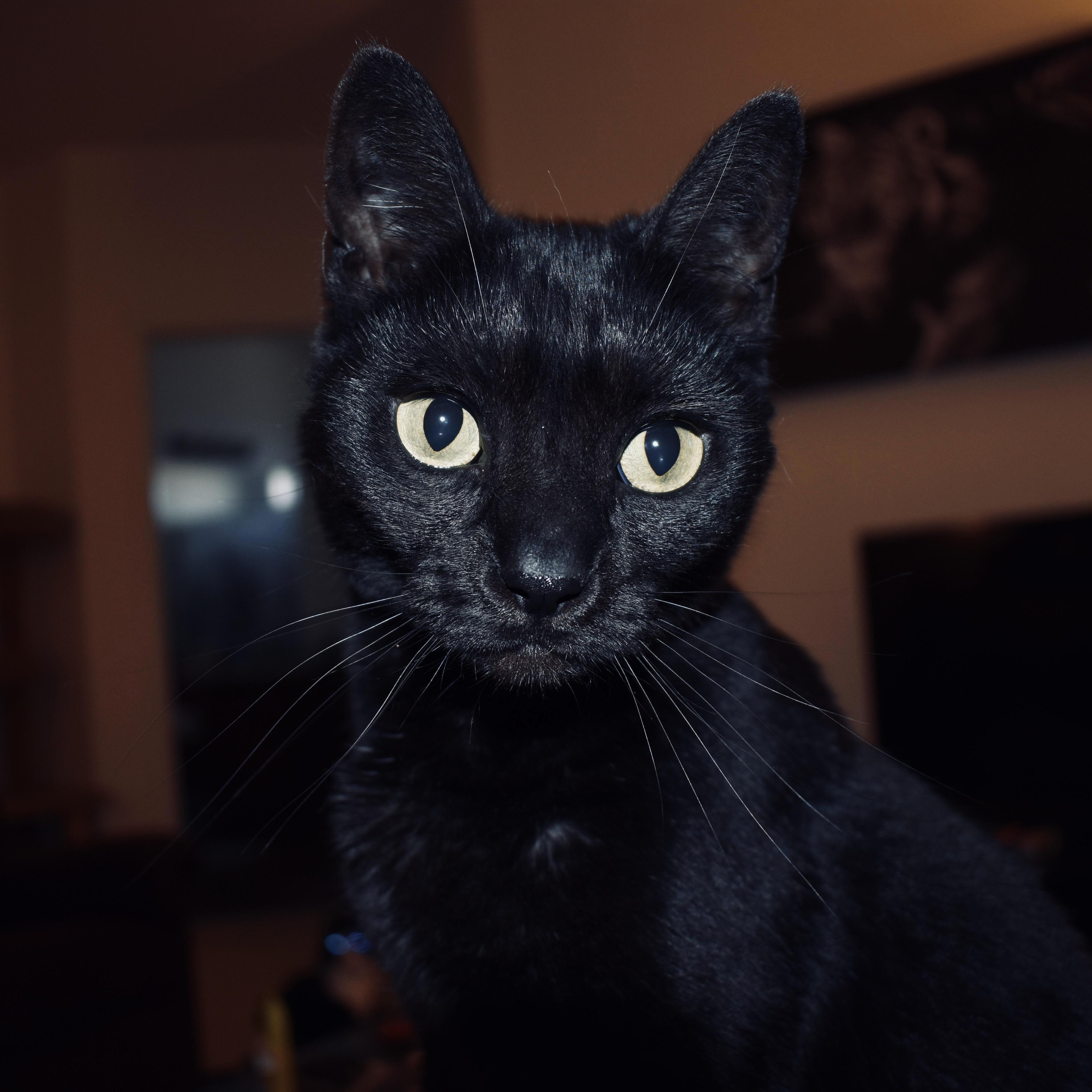 My Beautiful Smoke Named Eloy