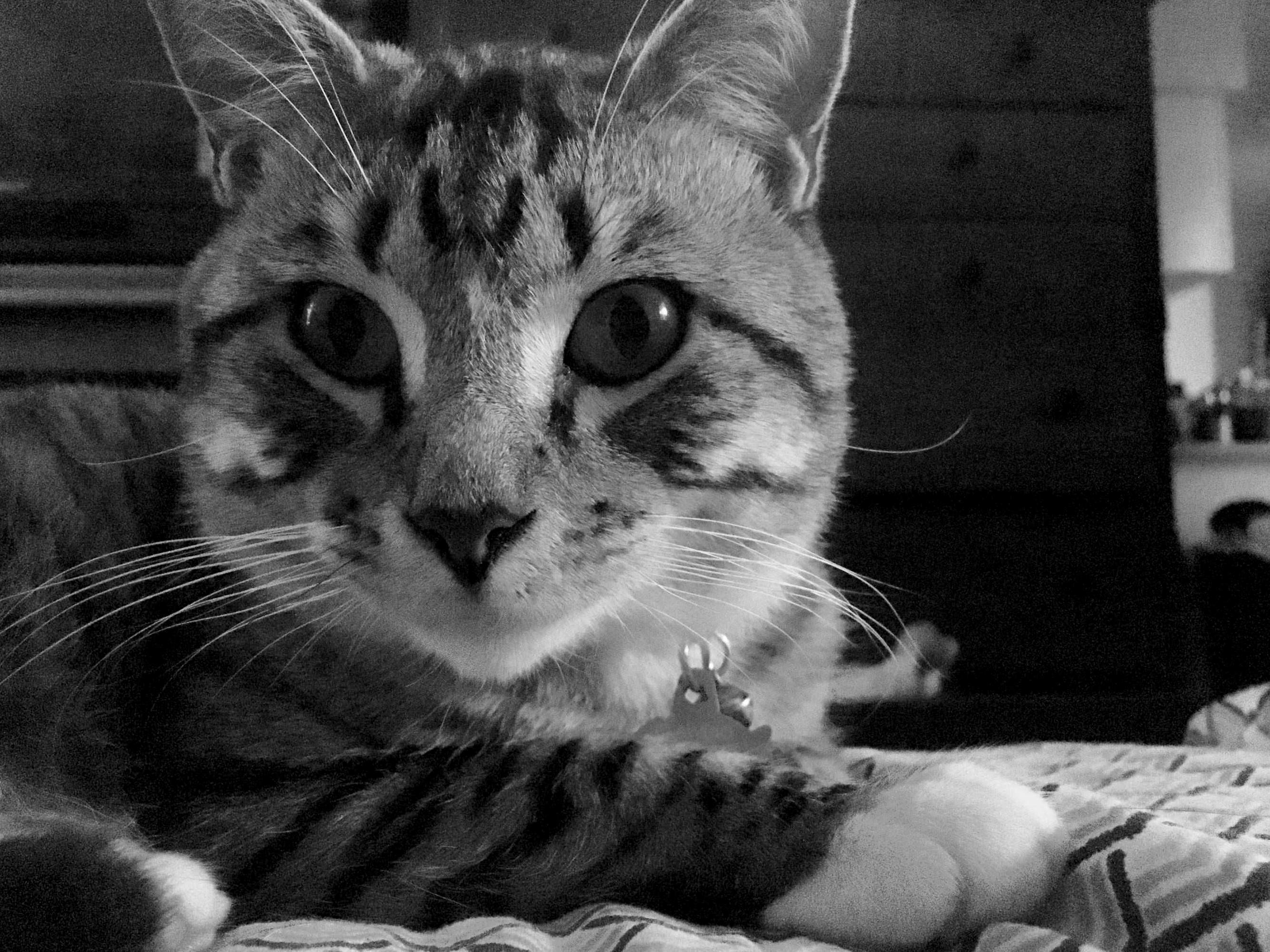 My Best Boy, Clawdio. He Came in from the Woods Near Our House and Decided He Lives with Us So, Now He Does.