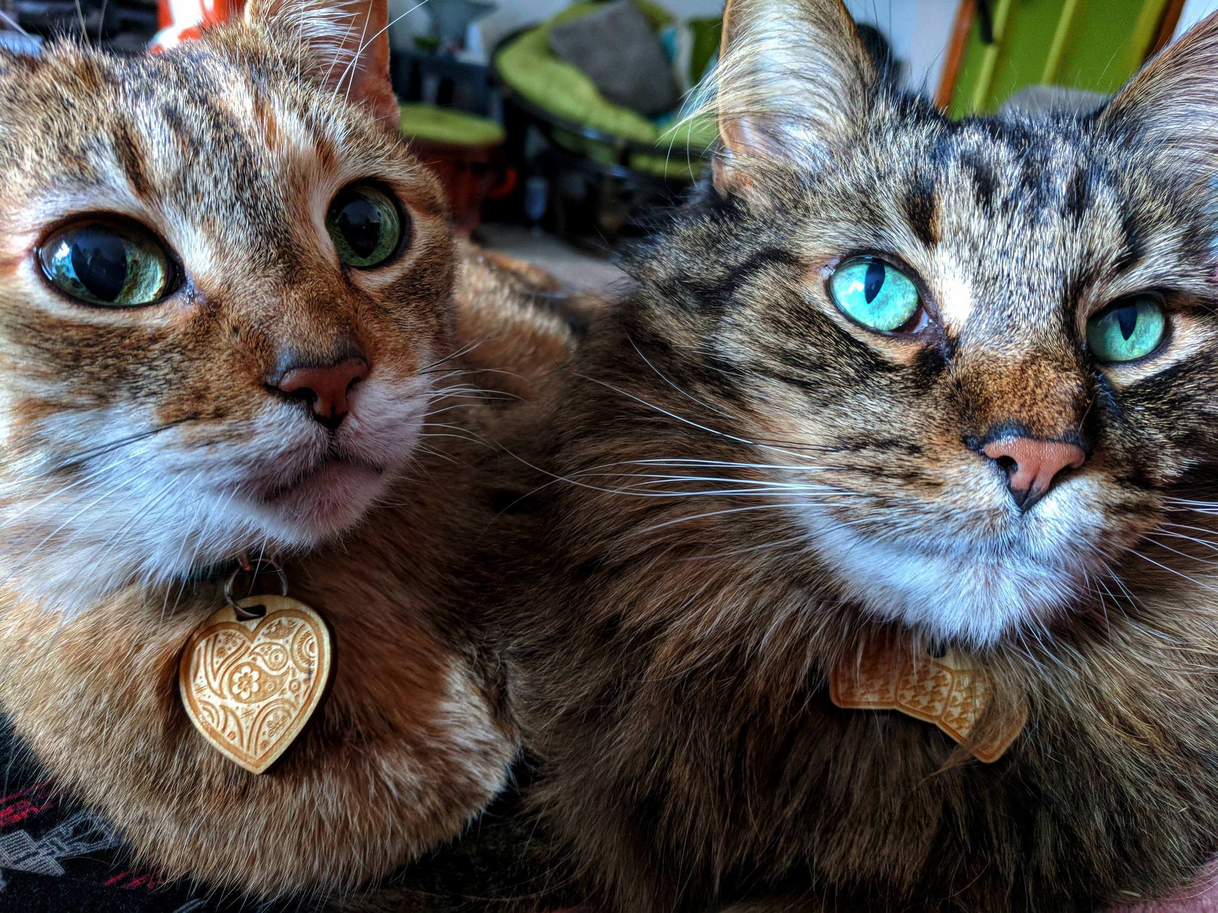 My Best Friend Loafs