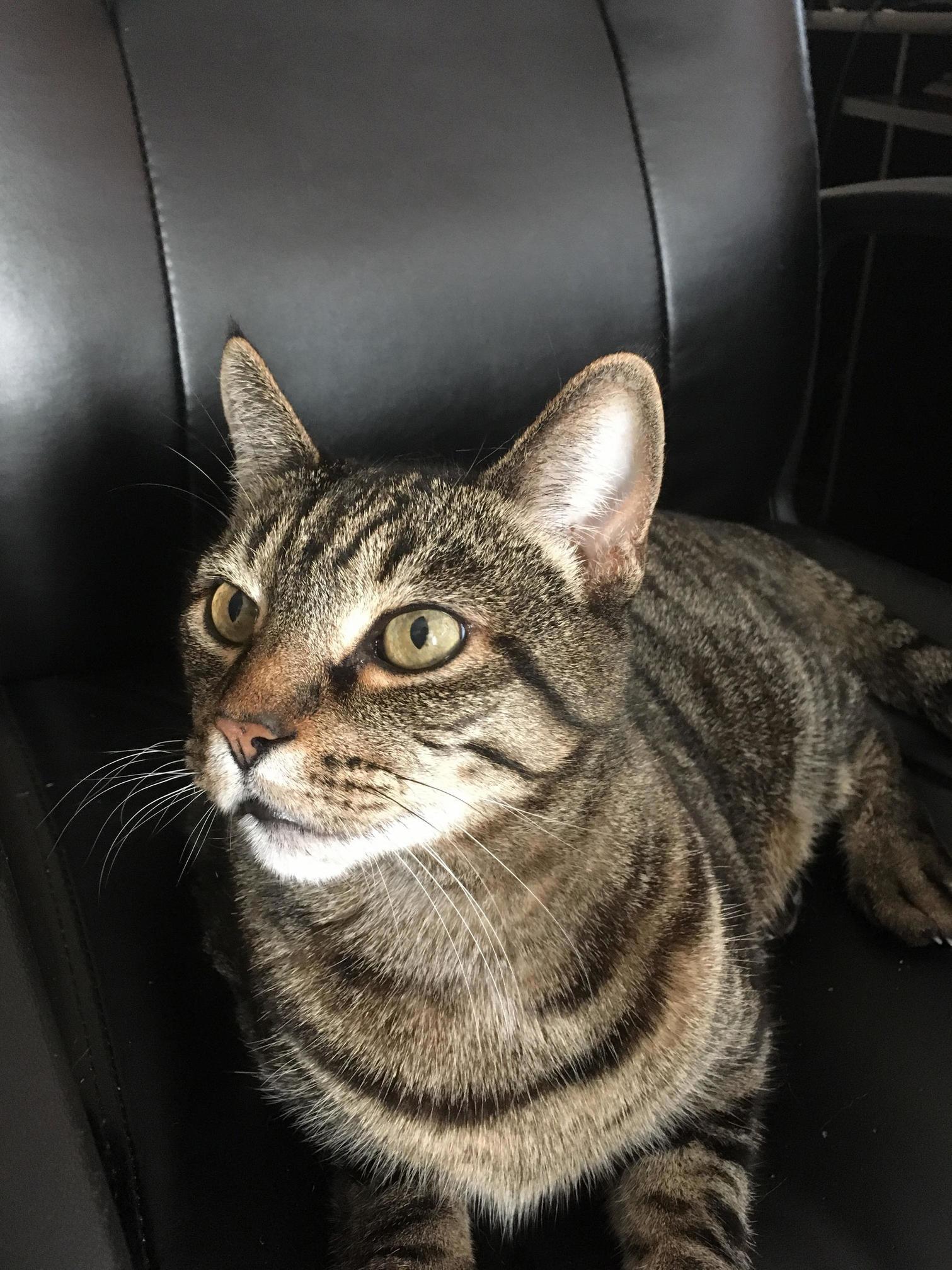 My Best Fur-friend, Tiger!