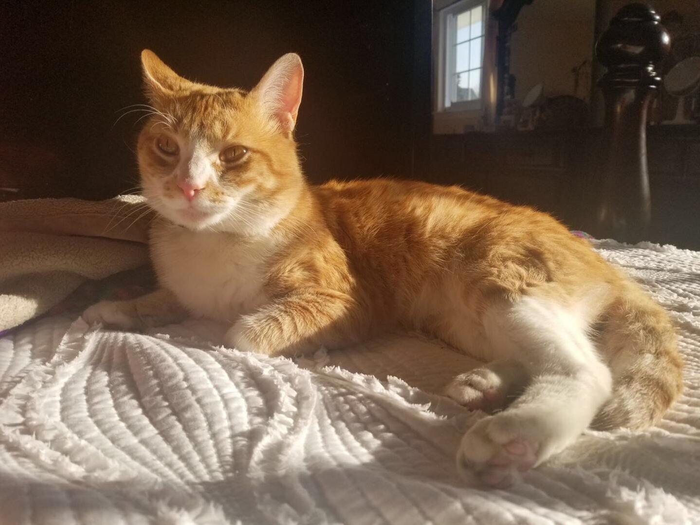 My Boyfriends Beautiful Cat, Taz. Hes a Model and Knows It