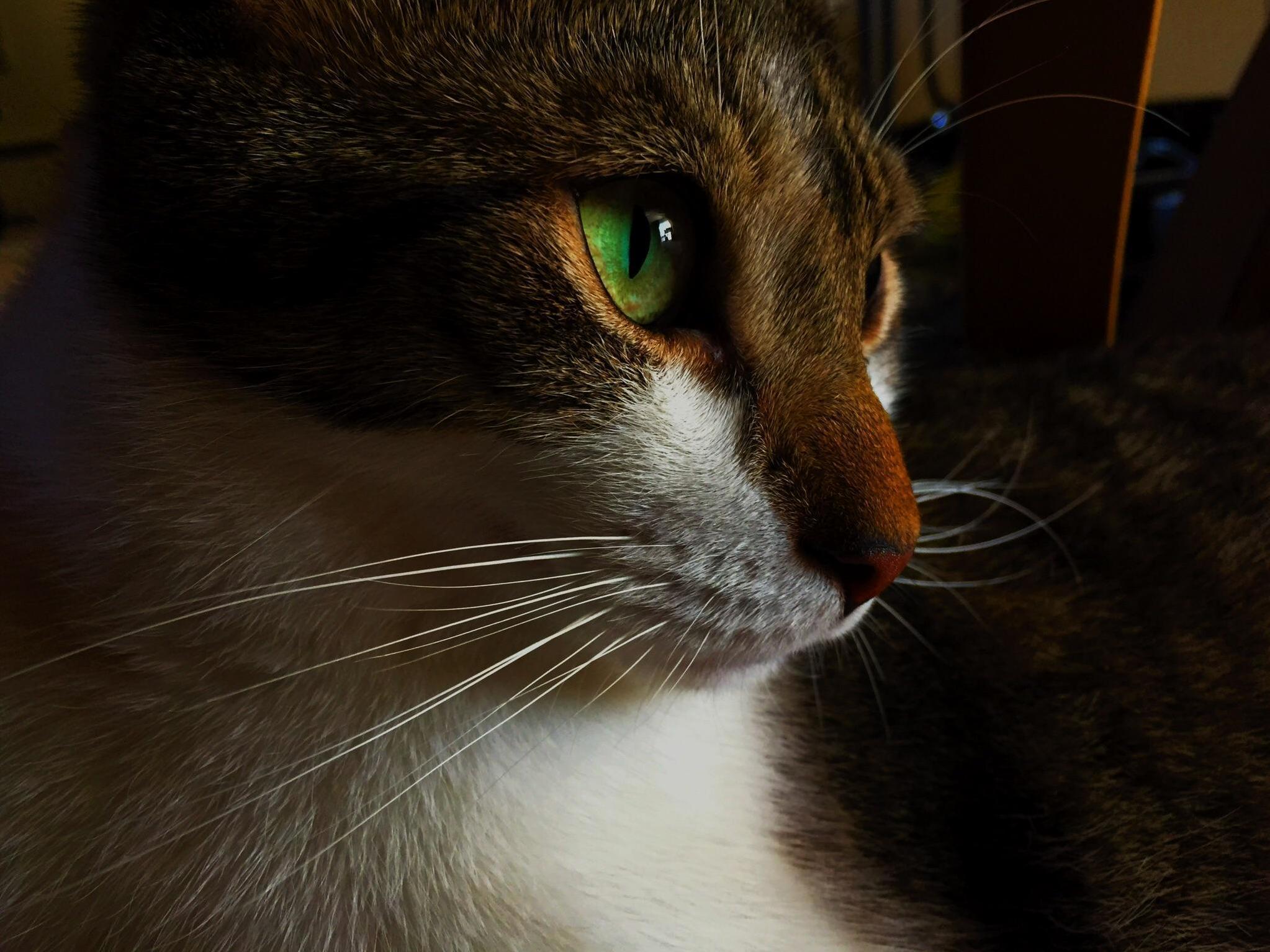 My Boyfriends Cat. Hes Such a Nice Boy.