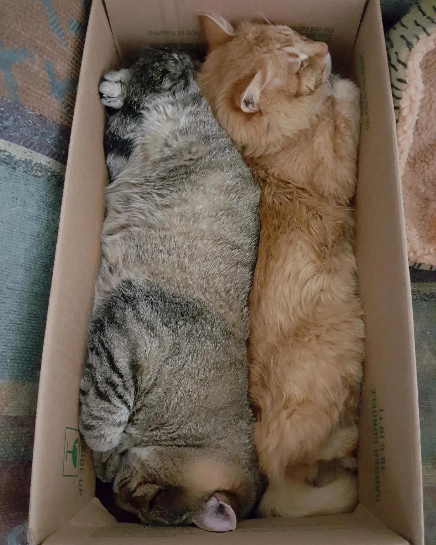 My Boys Having a Nap