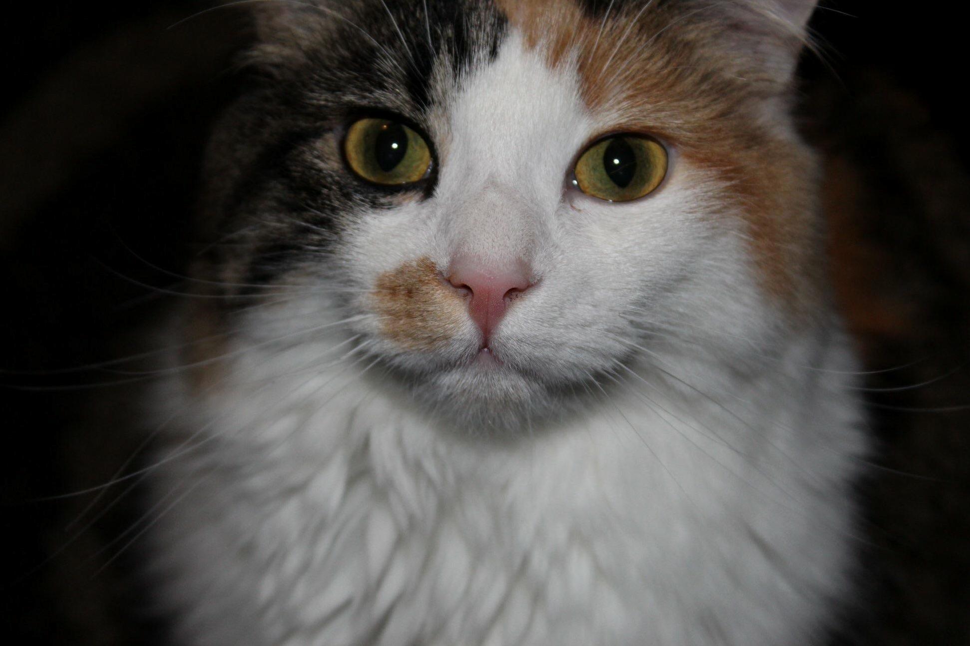 My Calico Queen